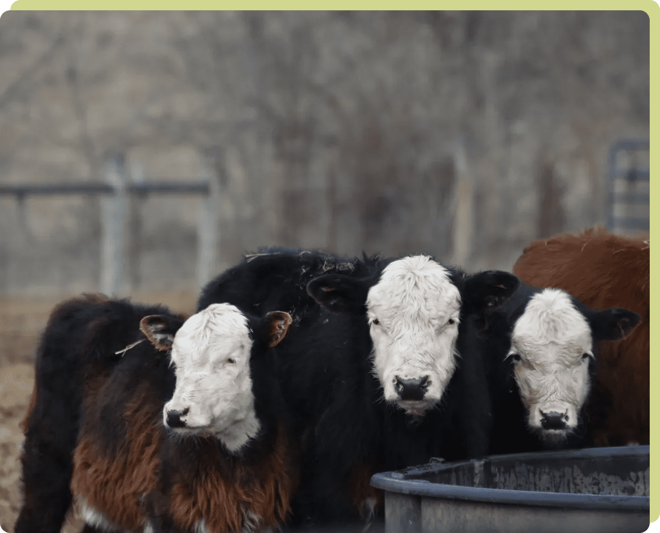 Trio of cows by water trough