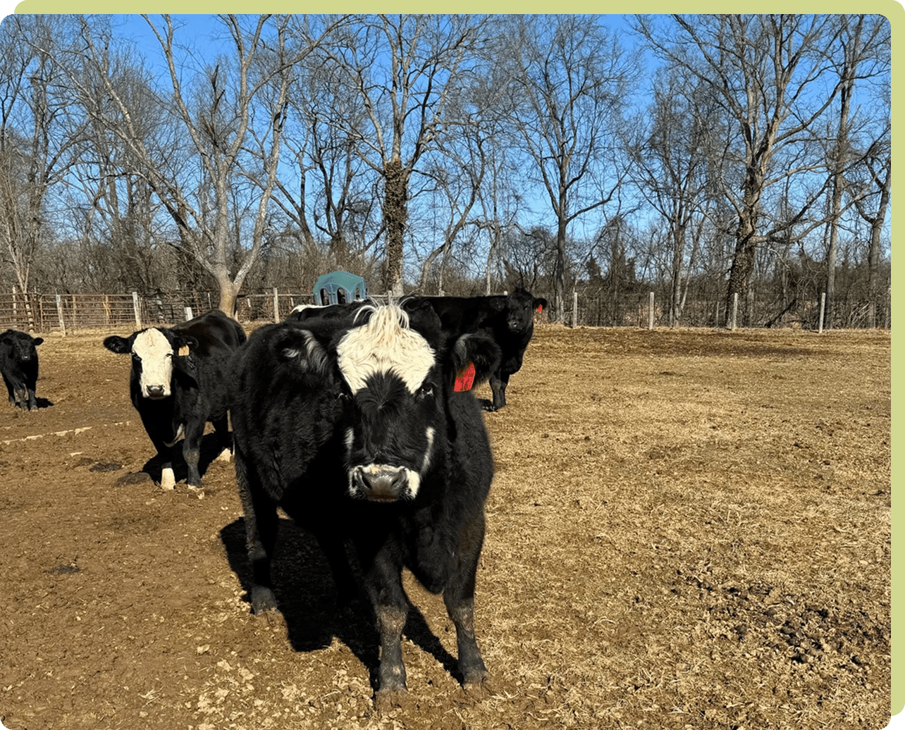 Cows grazing under clear blue sky