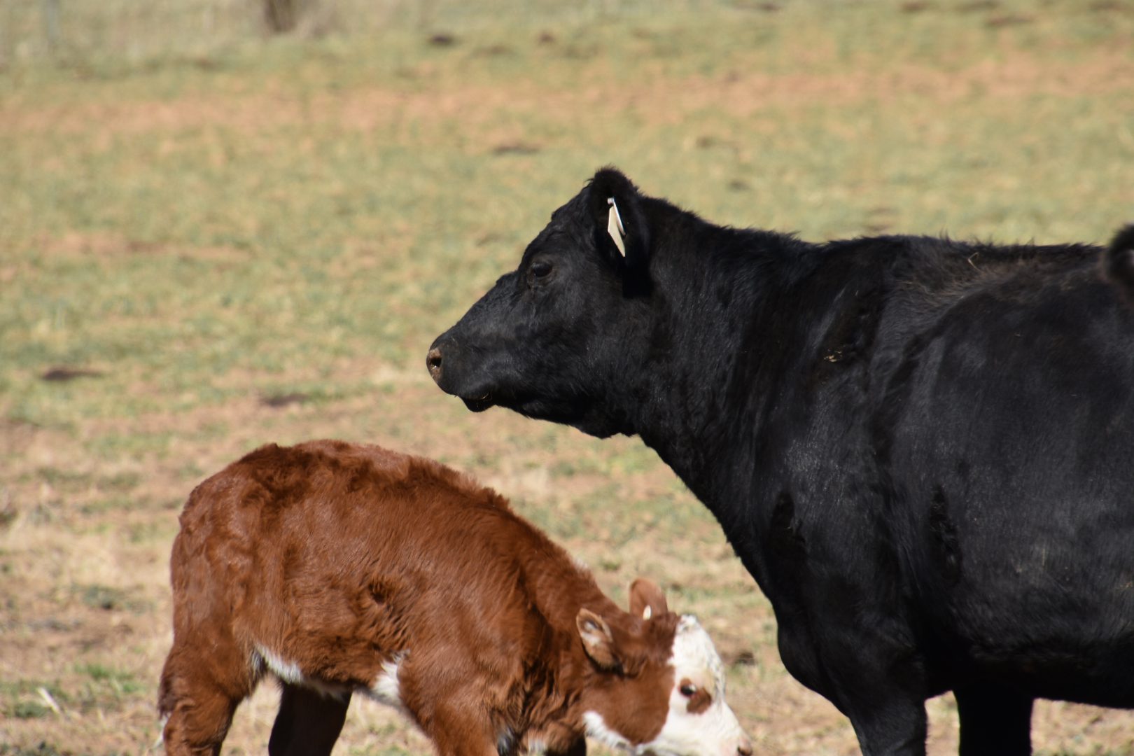 Black cow with calf in field