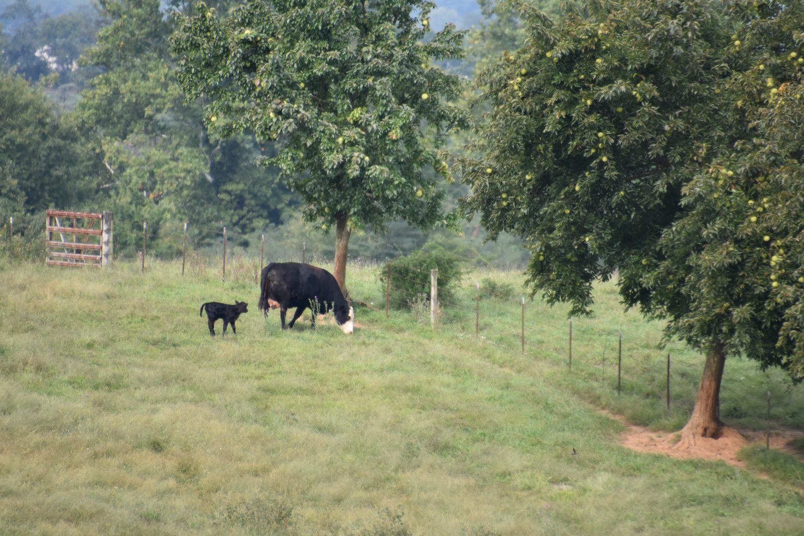 Farm animals in a grassy field