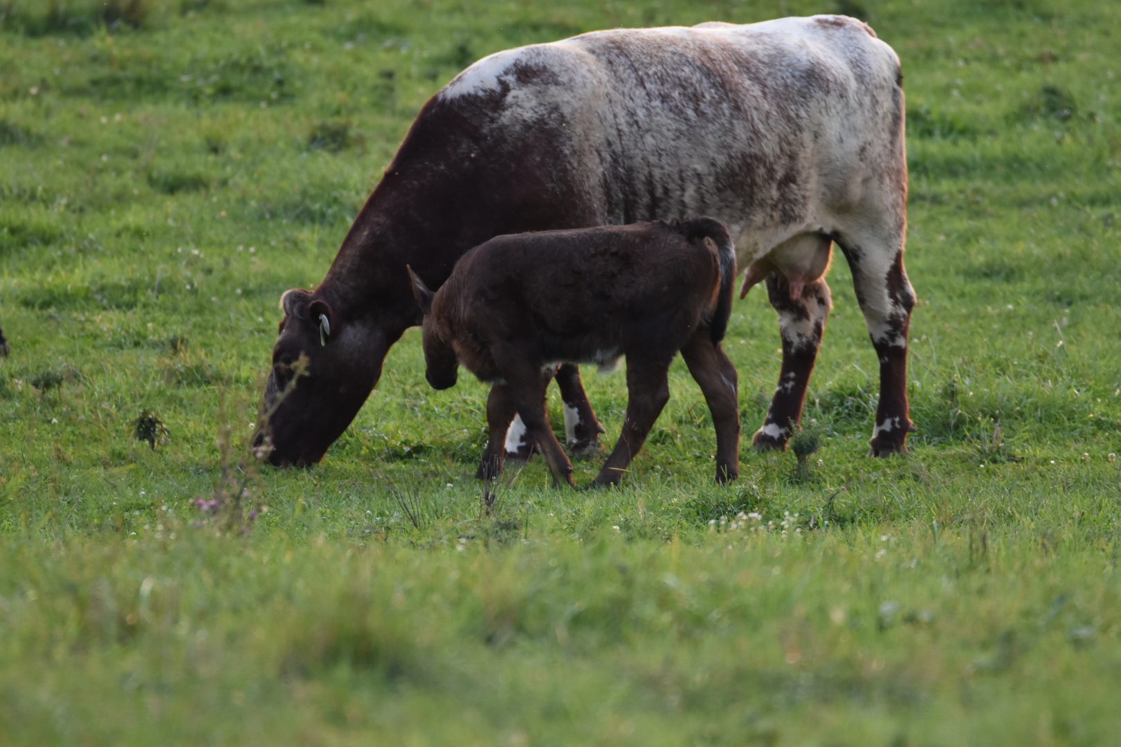 Calf walking beside grazing cow