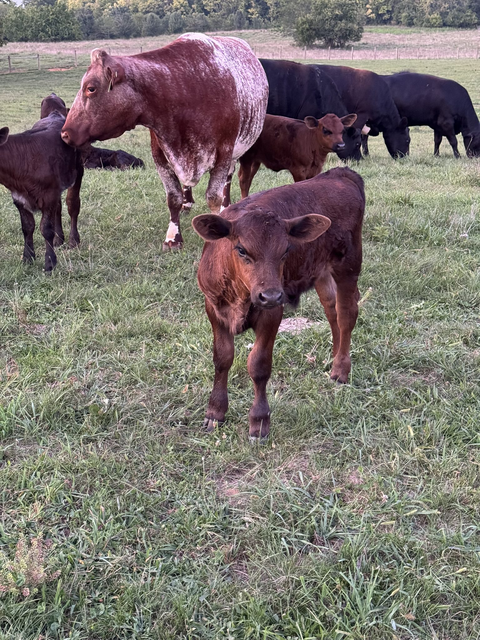 Brown calf standing with herd