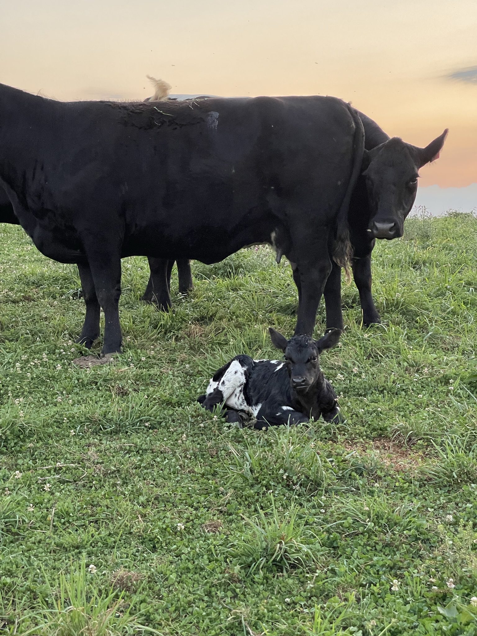 Cow and calf in grassy field