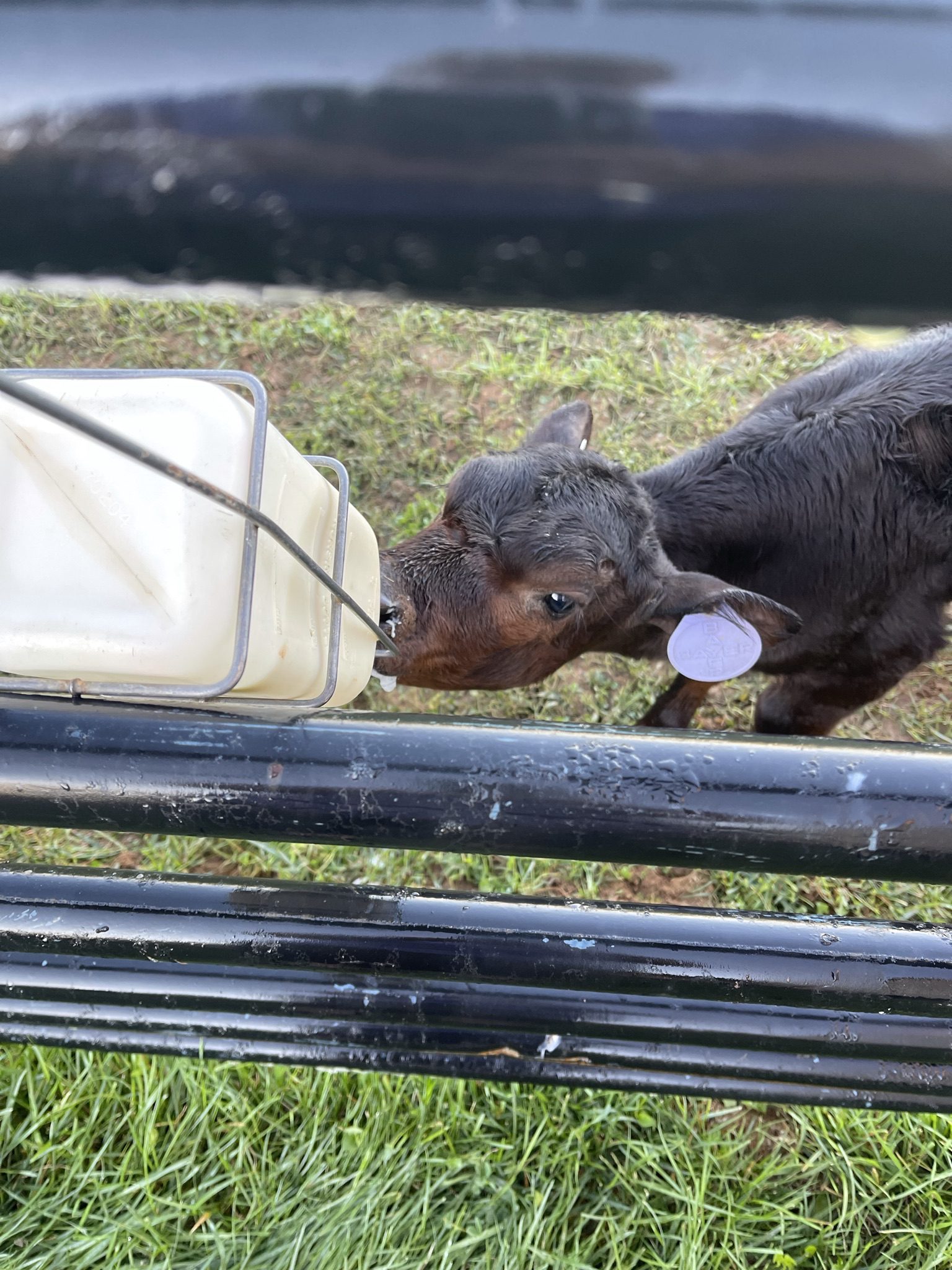 A small piglet sniffs a white container by the fence.