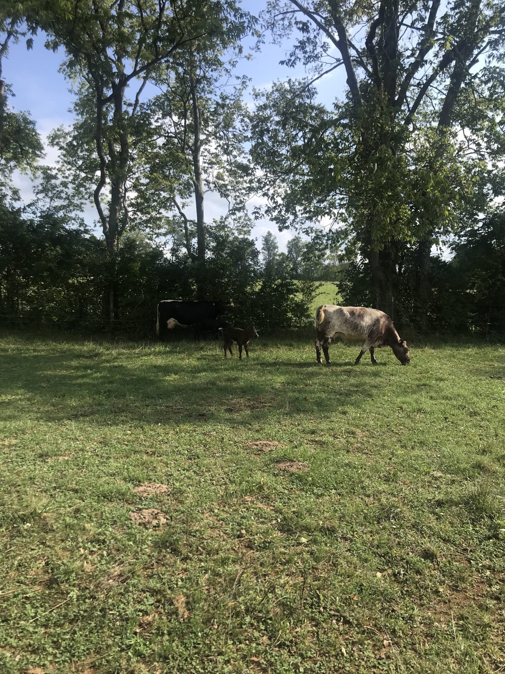 A horse grazing in a sunny, green pasture with trees in the background.