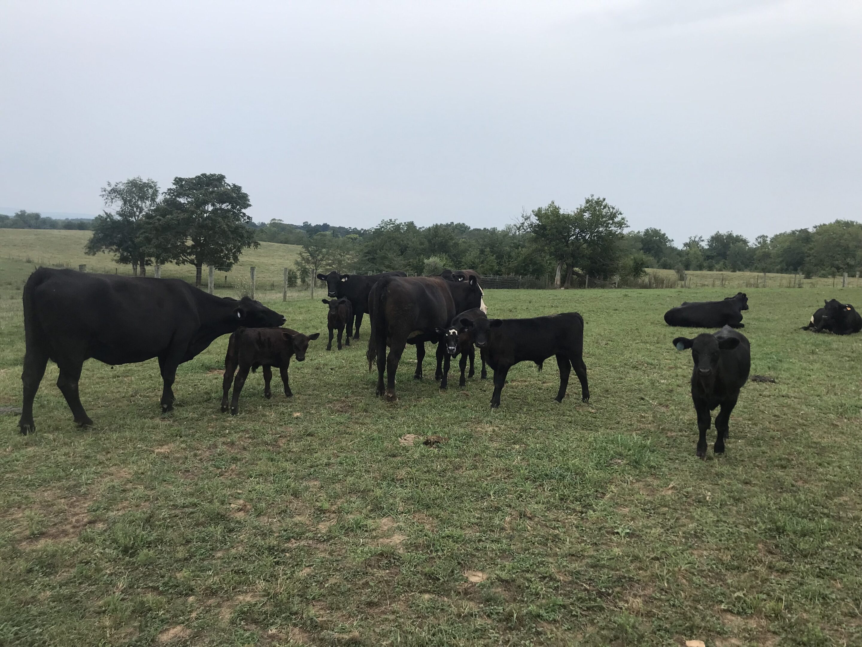 A group of black cows and calves grazing in a grassy field.