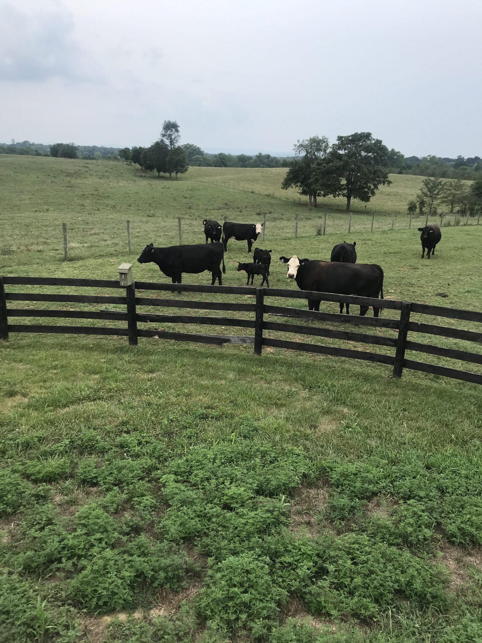 Cows grazing peacefully in a fenced green pasture.