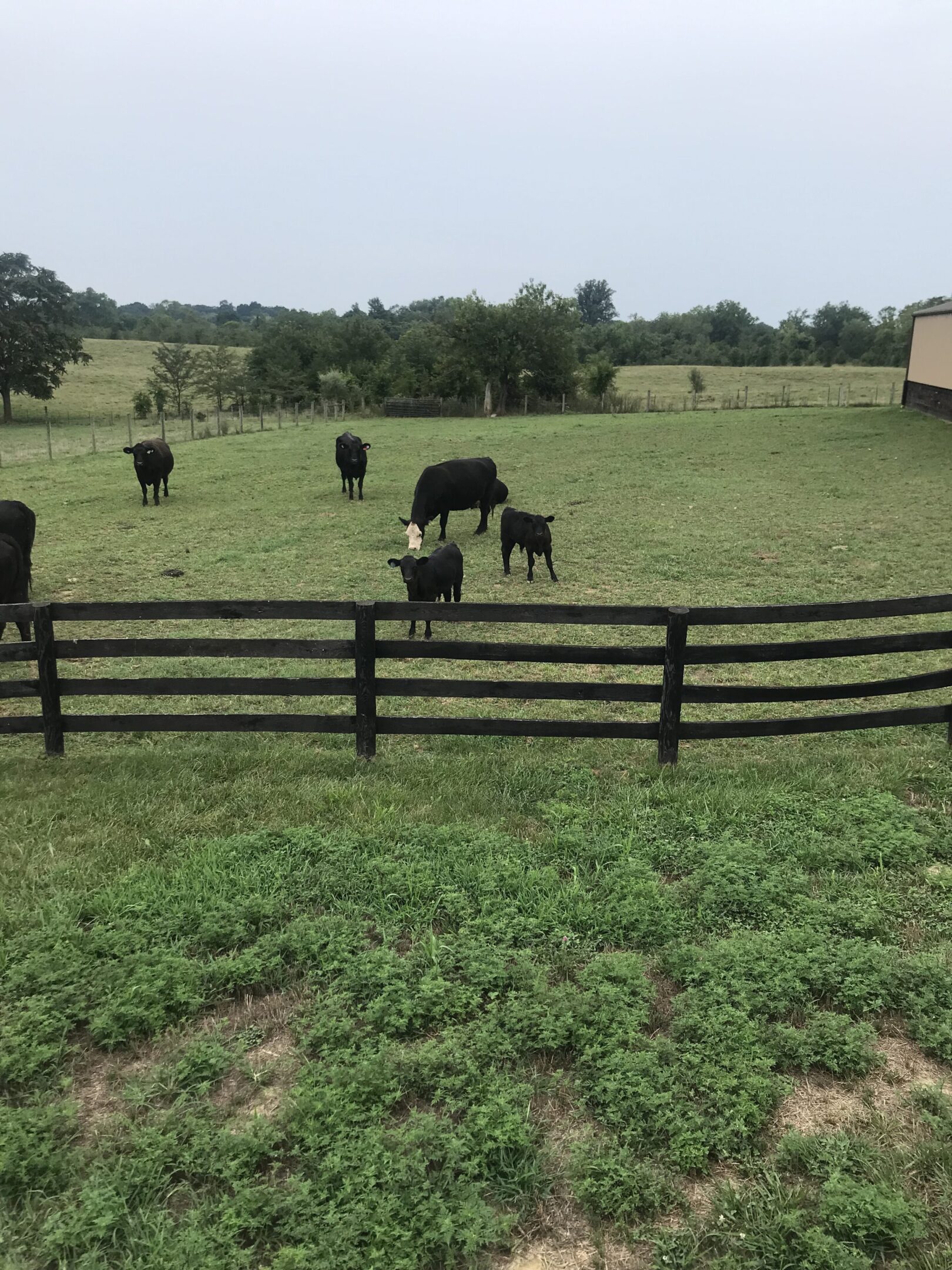 Cows grazing peacefully in a green pasture behind a wooden fence.