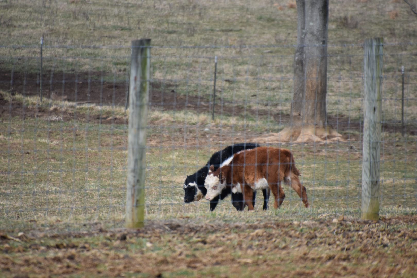 Two goats walking side by side in a fenced field.