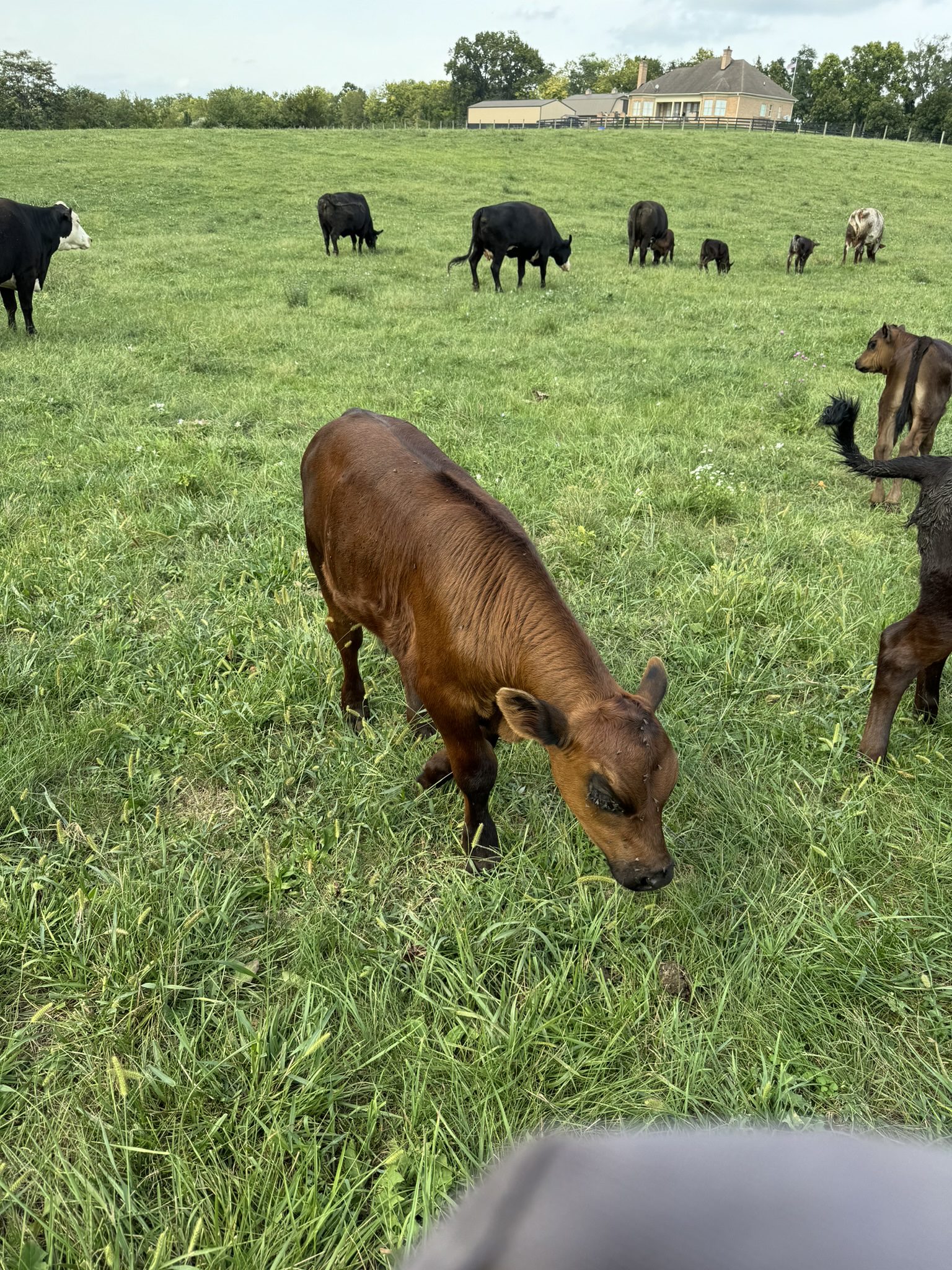 Brown calf grazing in a green grassy field with other cattle.
