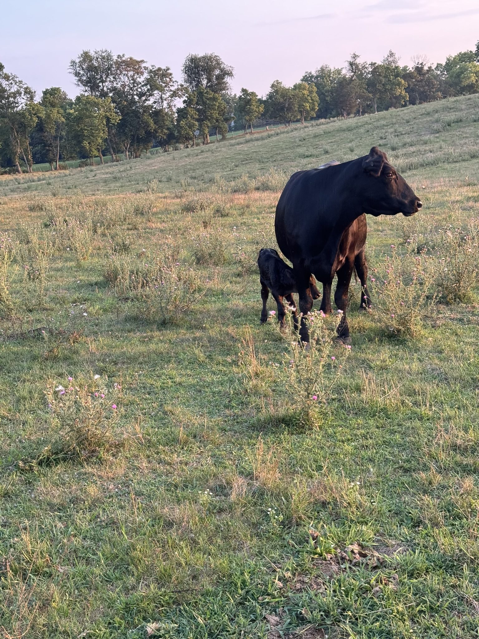 A horse and its foal standing on a grassy field.