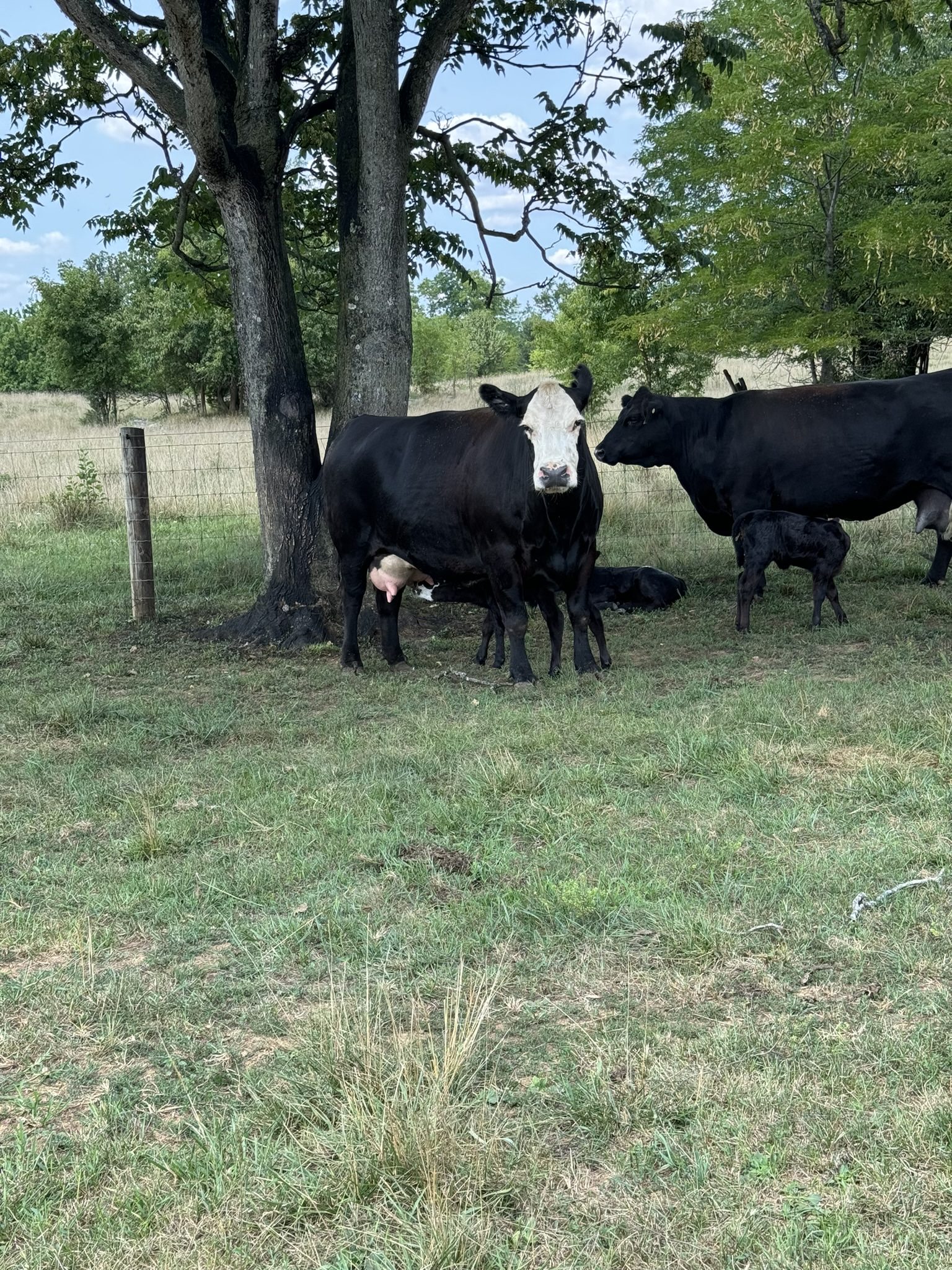 A group of cows and a calf resting under a tree in a grassy field.