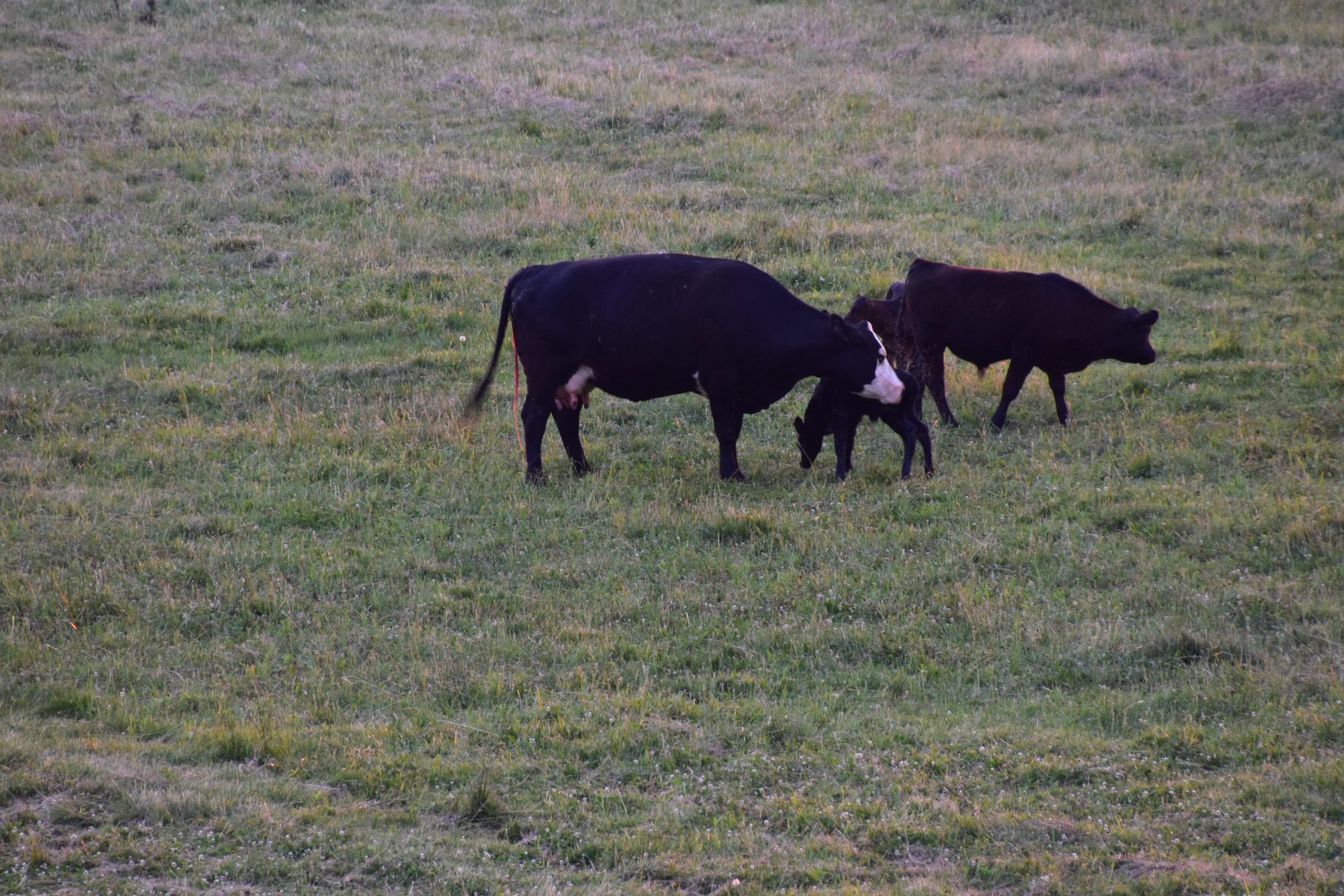 Two cows grazing on a grassy field.