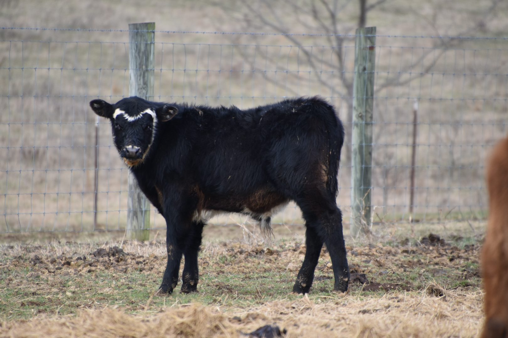 A black cow with a white marking on its face standing in a field.