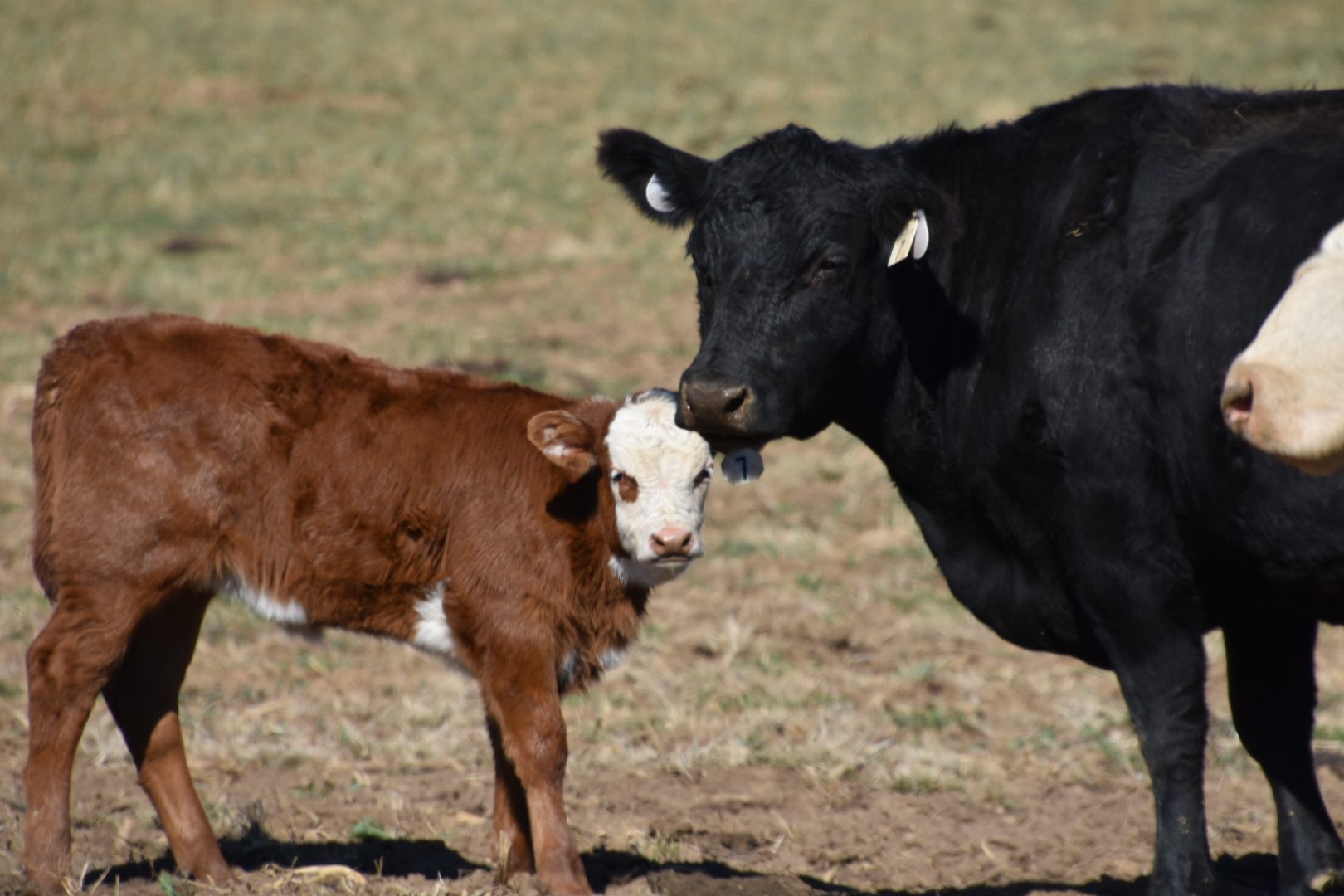 A black cow and a brown calf standing together in a field.