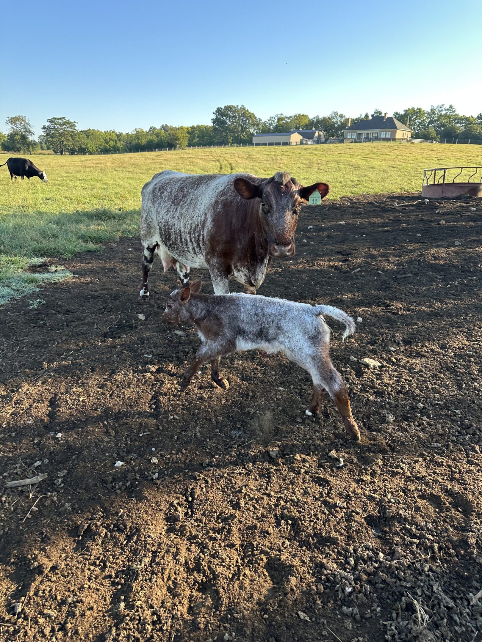 A cow and her calf standing in a sunlit pasture.