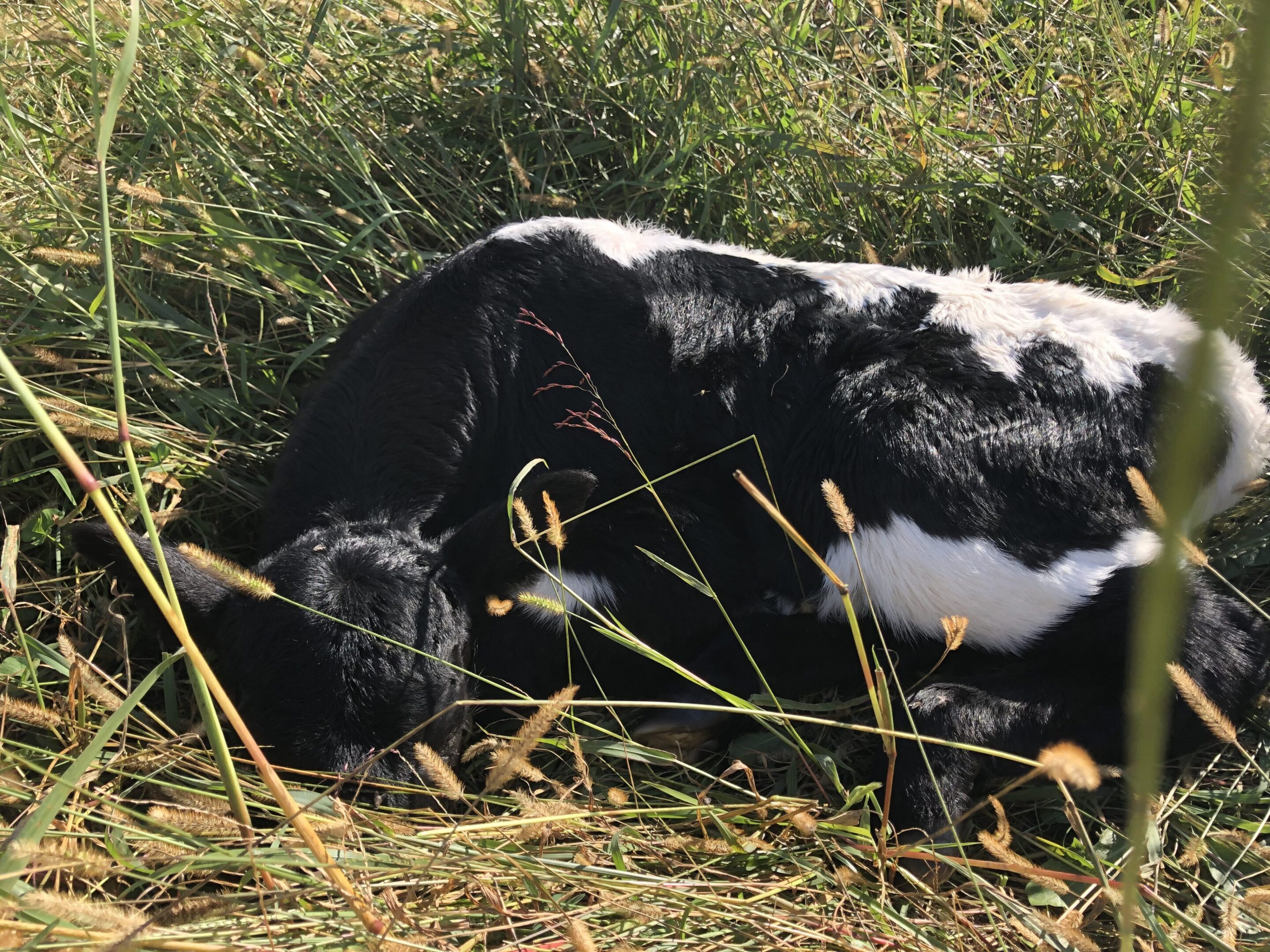 A black and white calf lying on grass in a sunny field.
