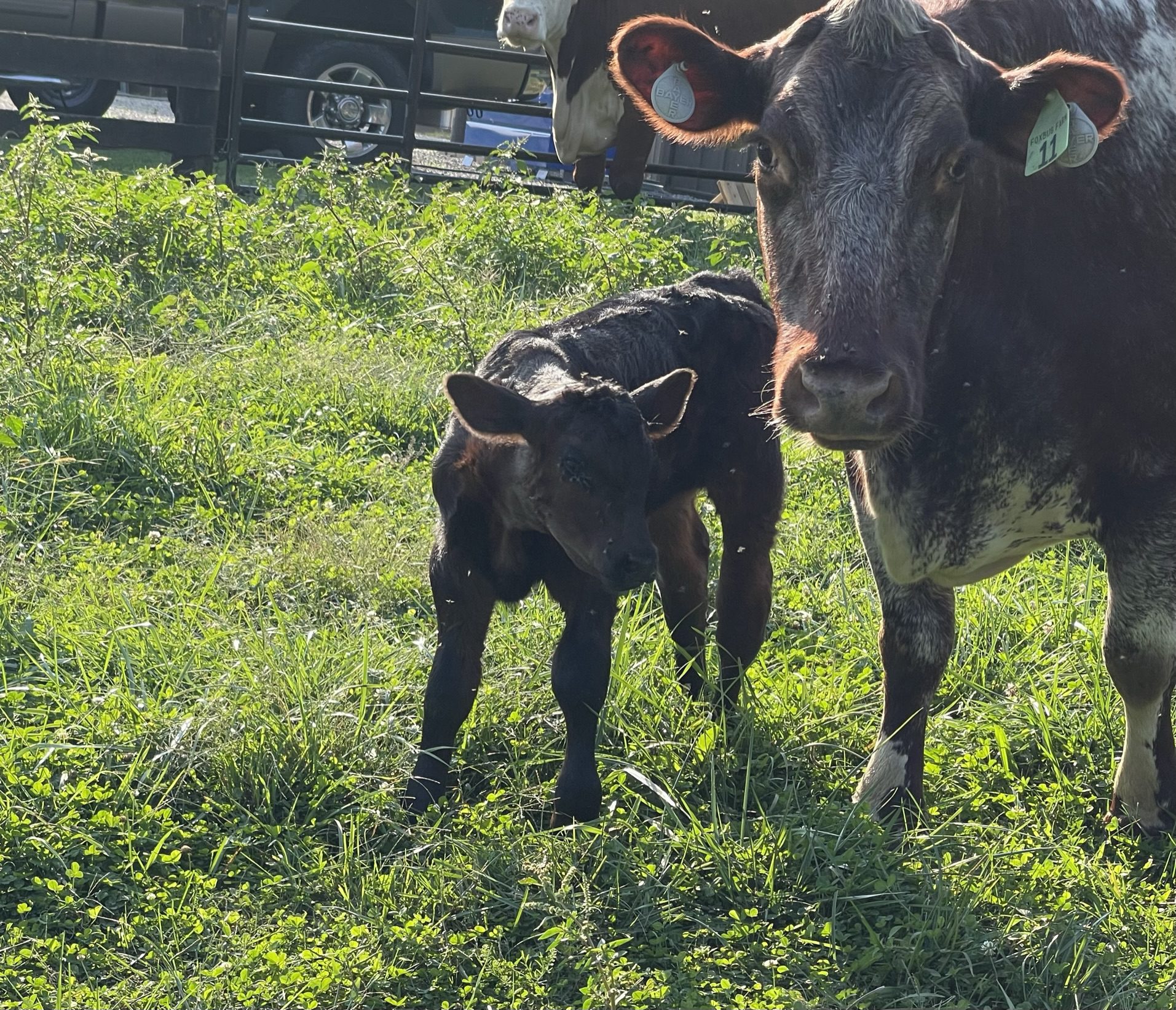 A cow and her calf standing on green grass in sunlight.