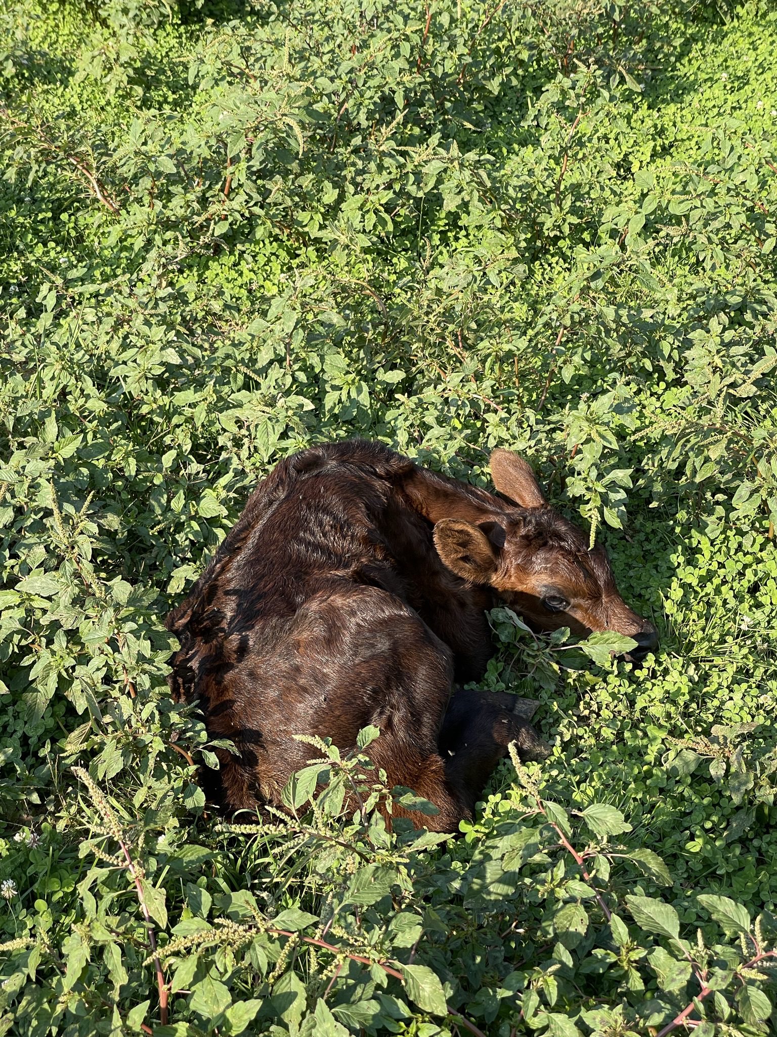 A moose calf resting in dense green foliage.