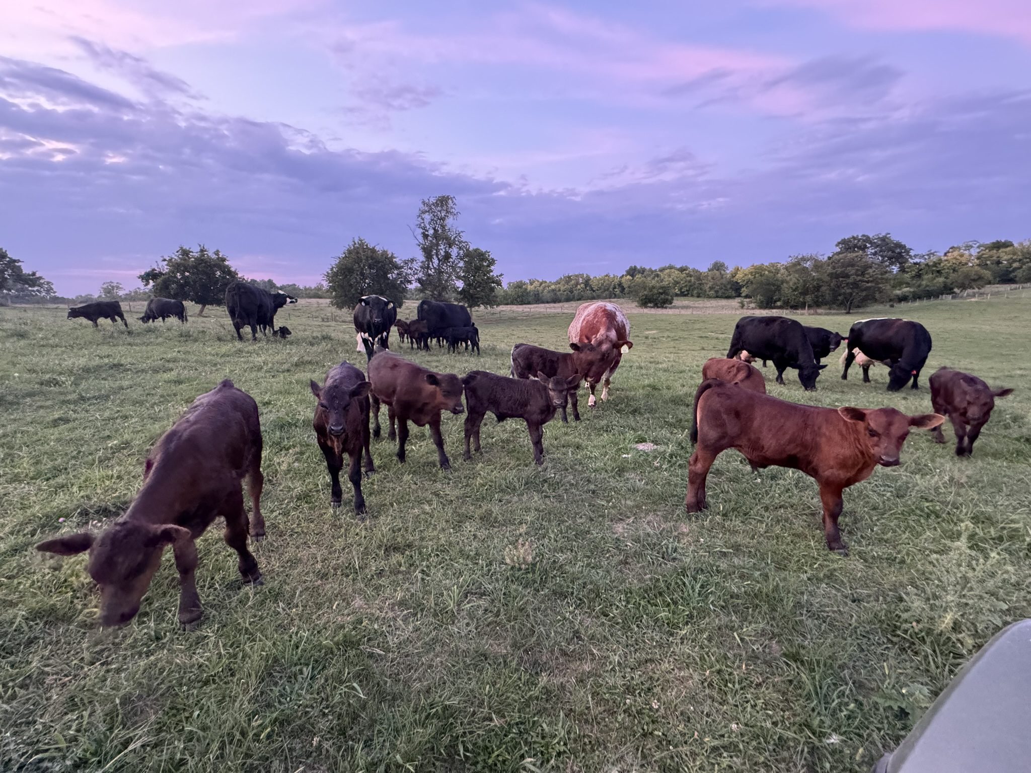 A herd of cattle grazing on a grassy field under a purple sky.