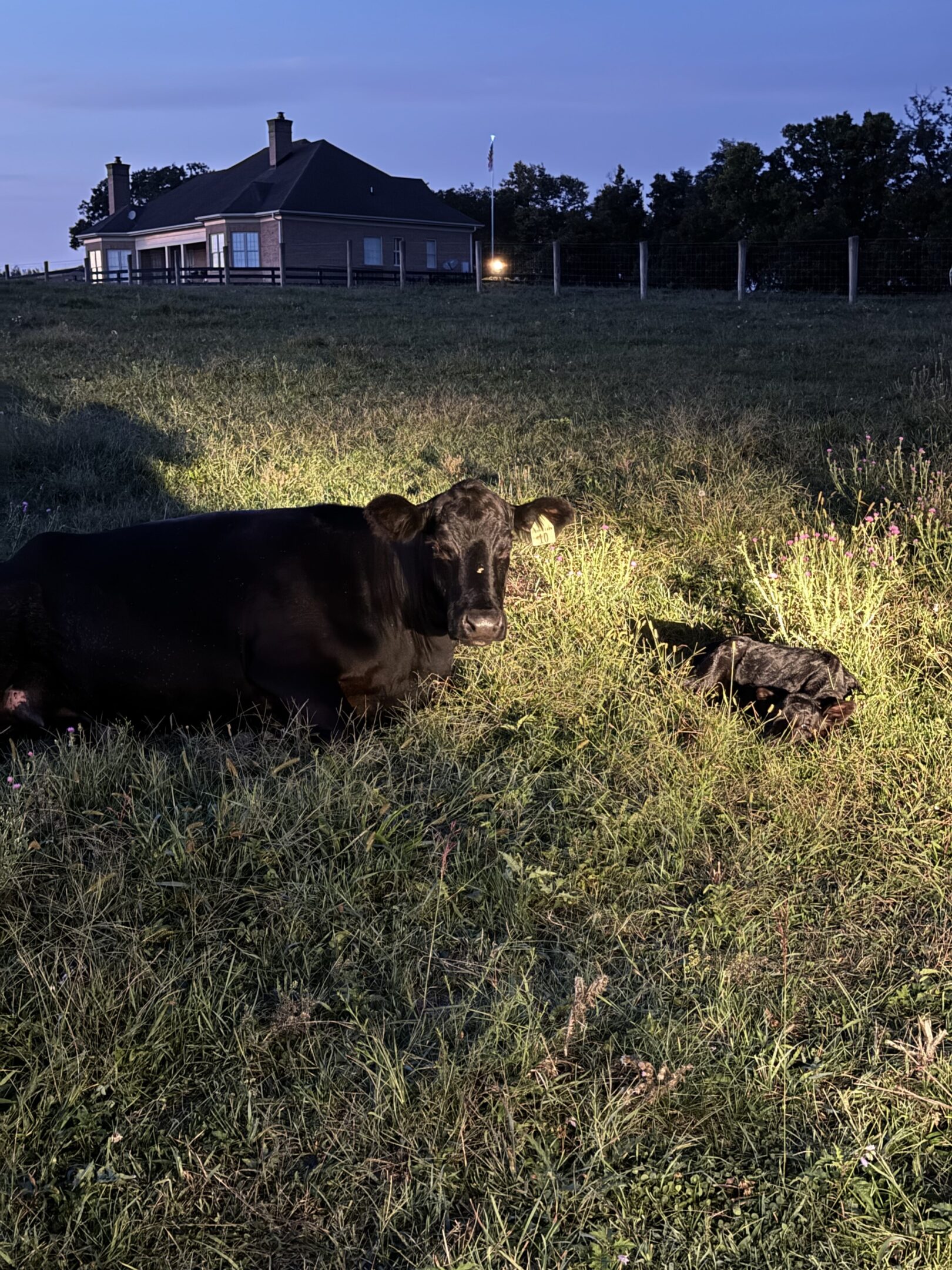 A cow and a small animal resting together in a field at night.