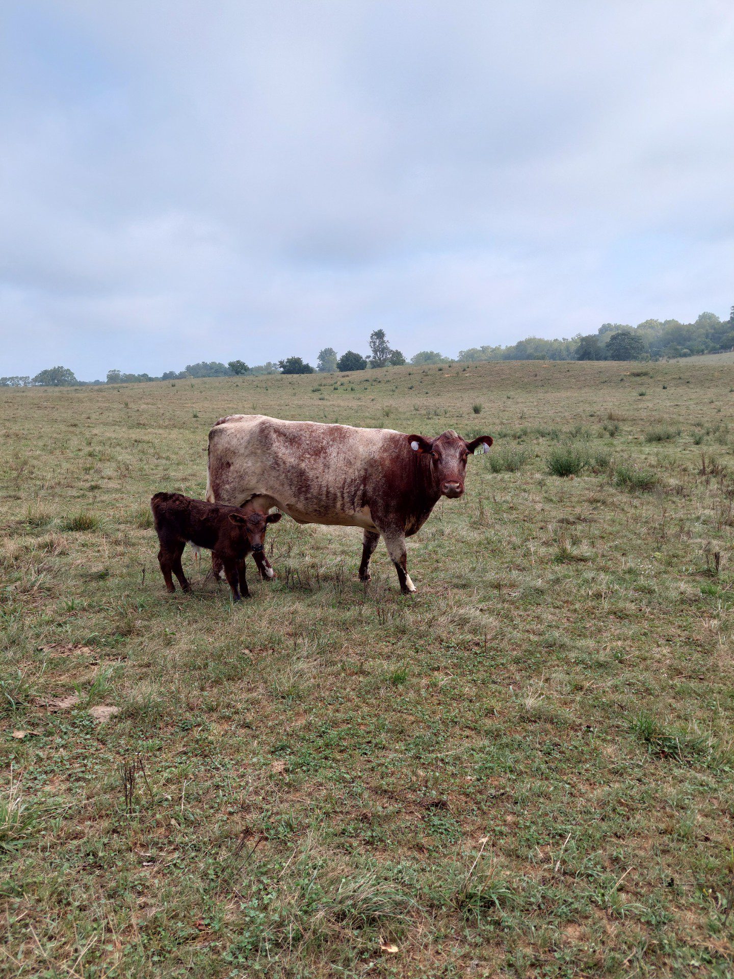 A cow and calf stand together in a grassy field under a cloudy sky.