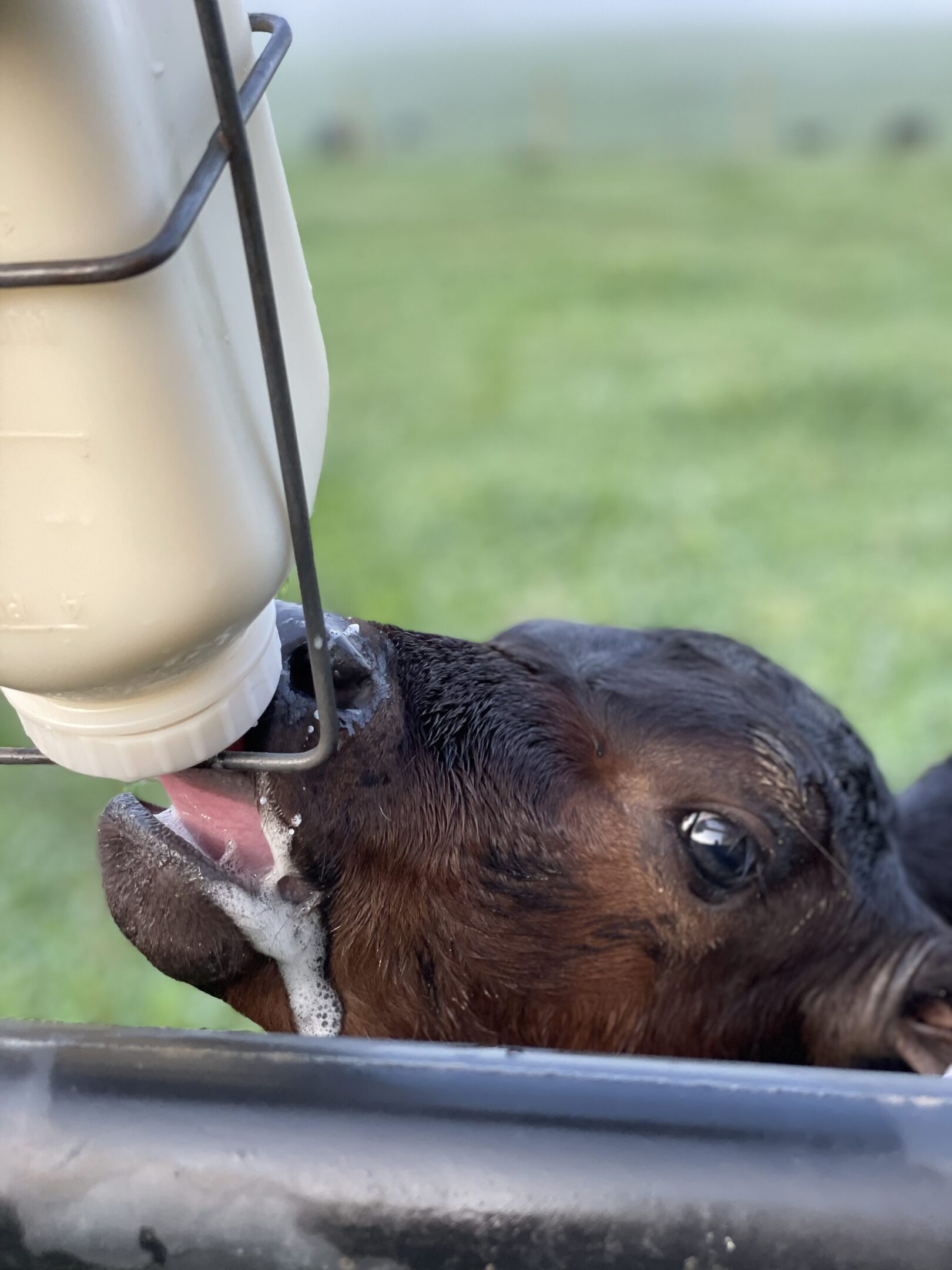 A young calf drinking milk from a bottle outdoors.