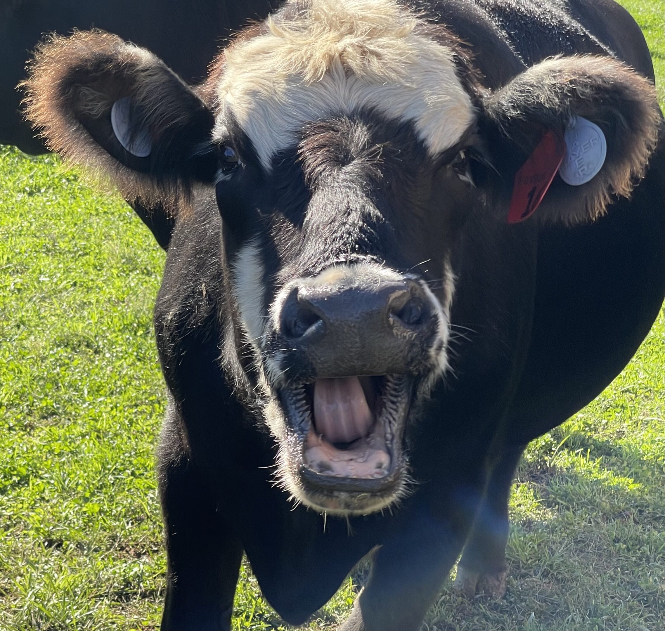 A black and white cow with its mouth open, standing on green grass.