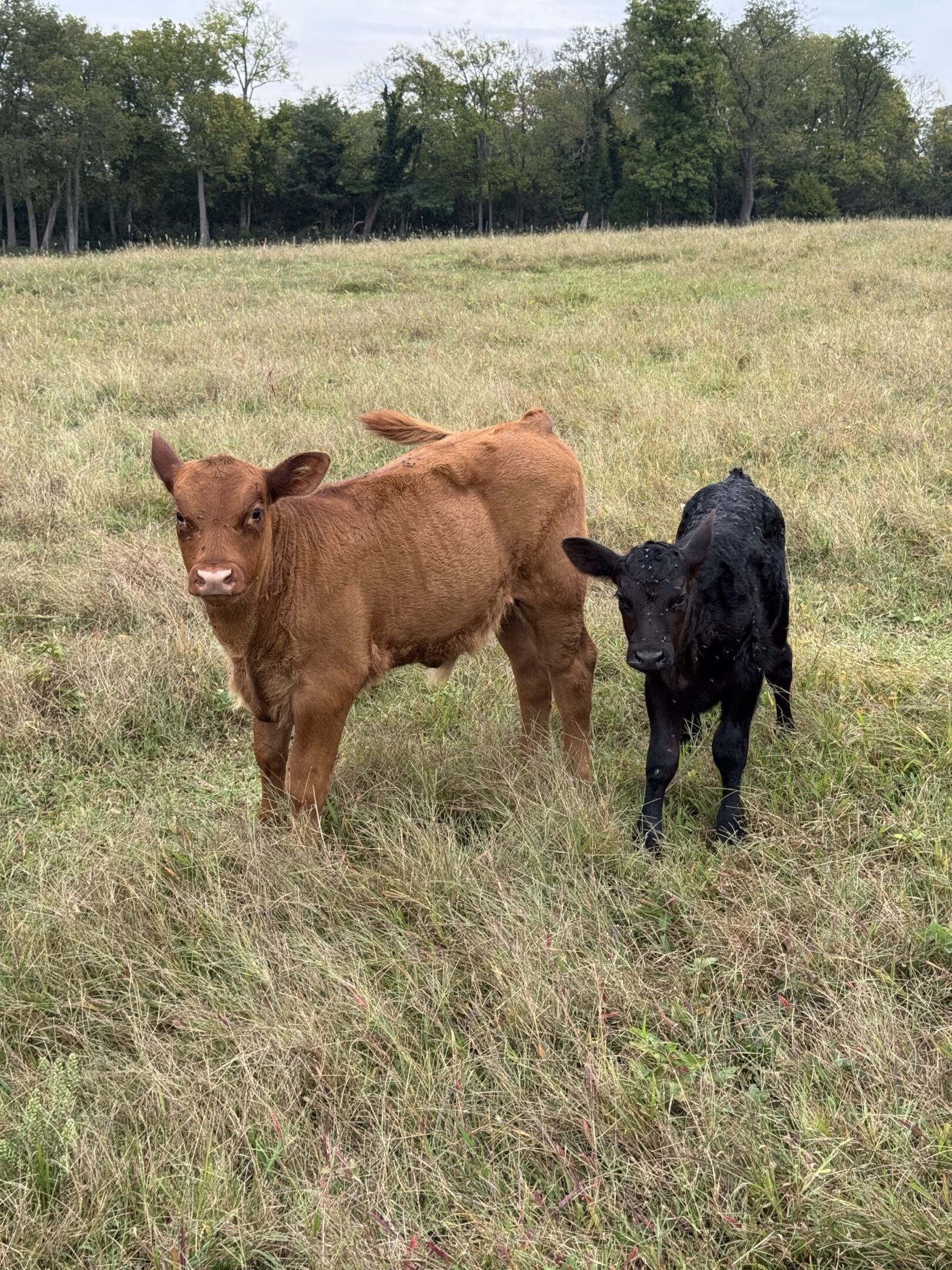 Two calves standing on a grassy field.