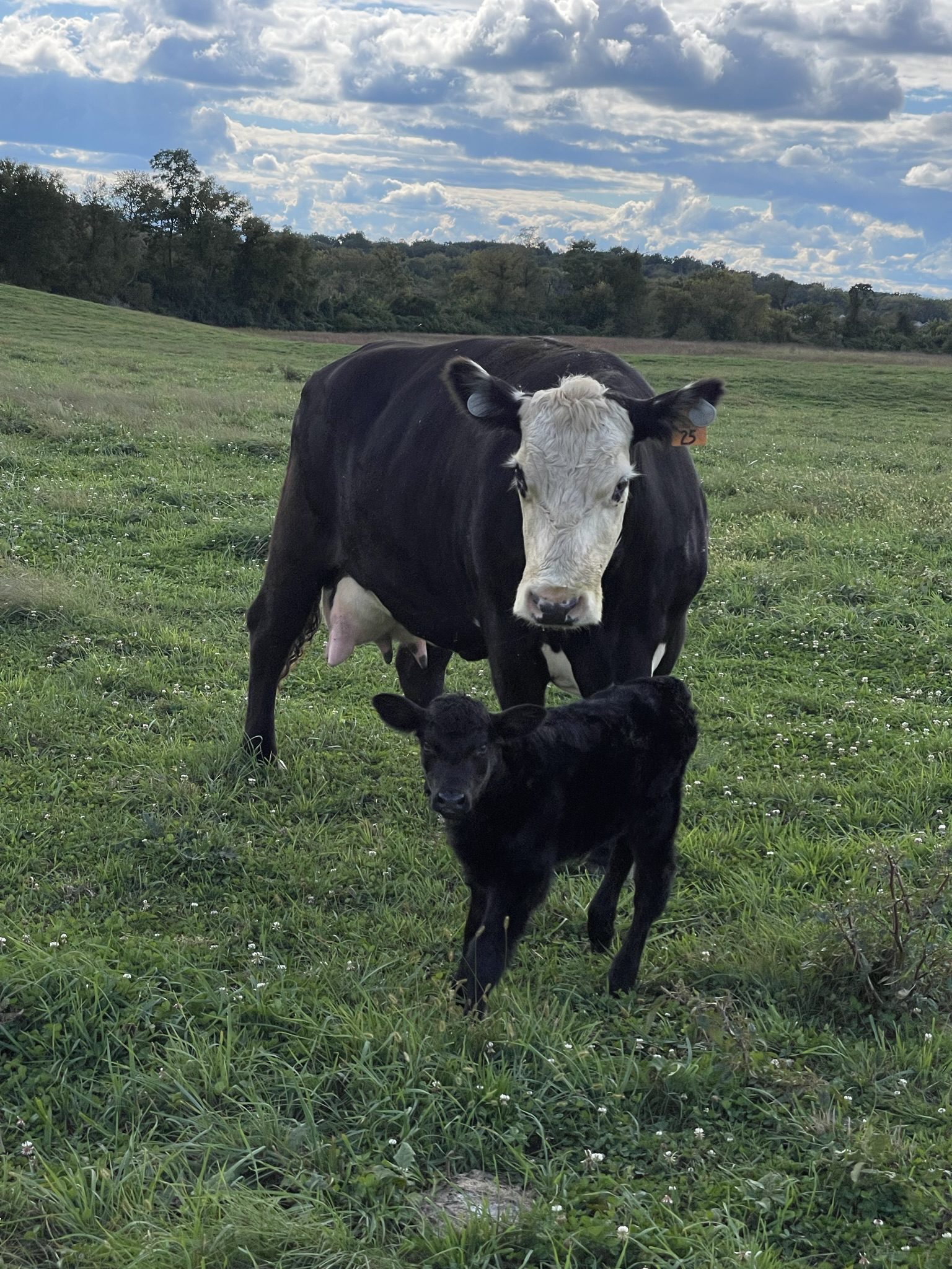 A black and white cow with a calf in a green field.