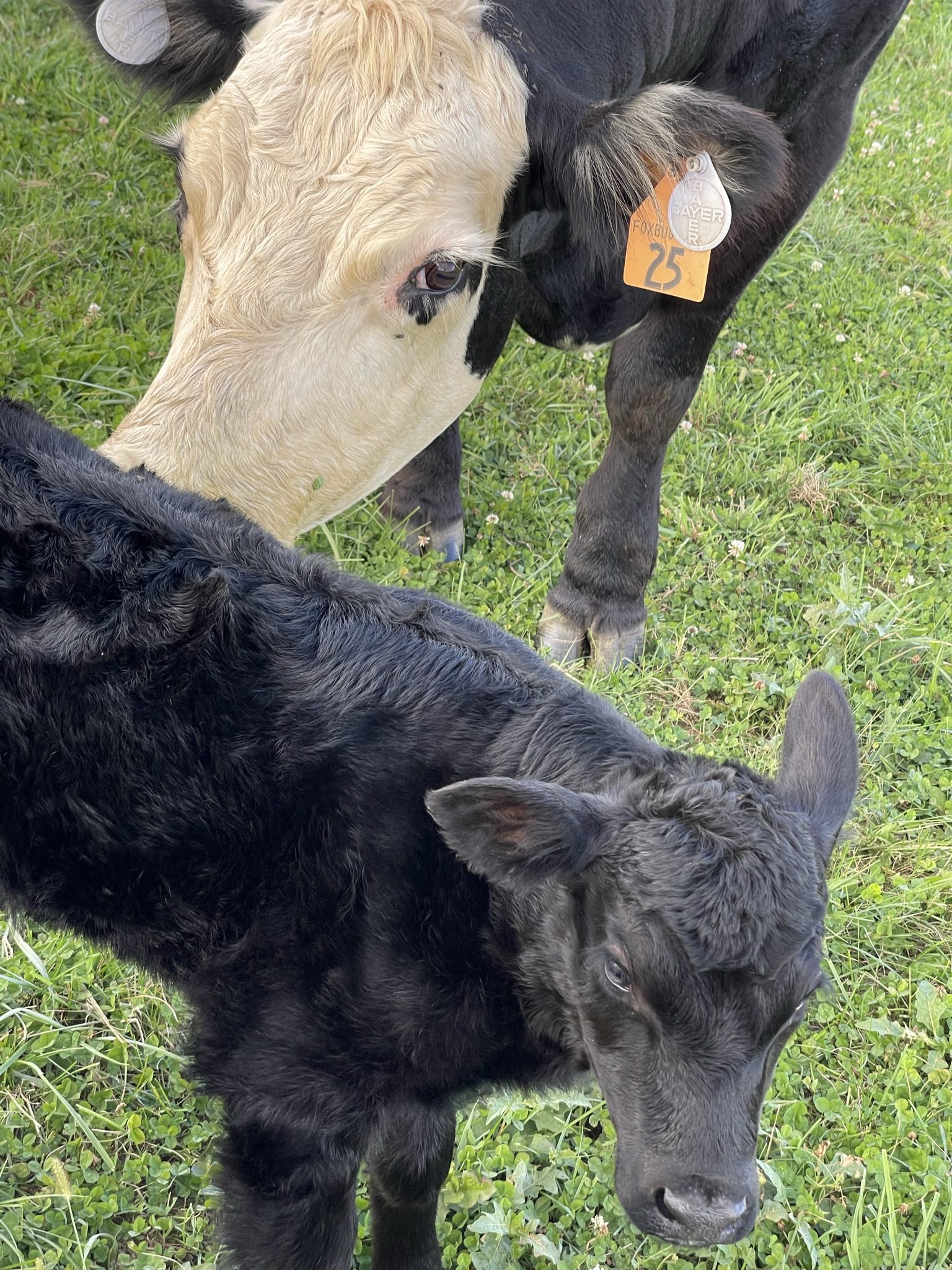 Two cows grazing closely on green grass.