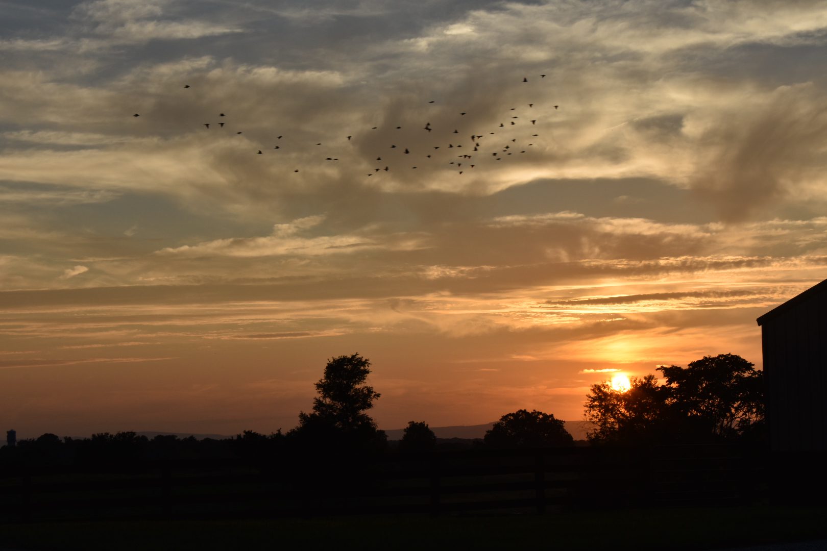 Sunset with silhouetted trees and birds flying in the sky.
