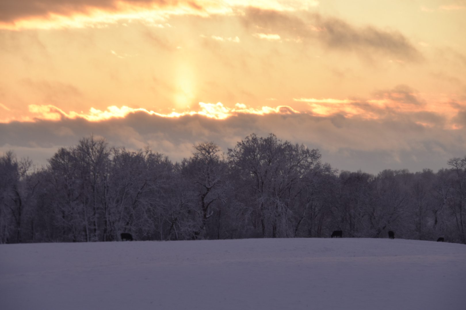 A serene winter sunset behind a line of frosted trees.