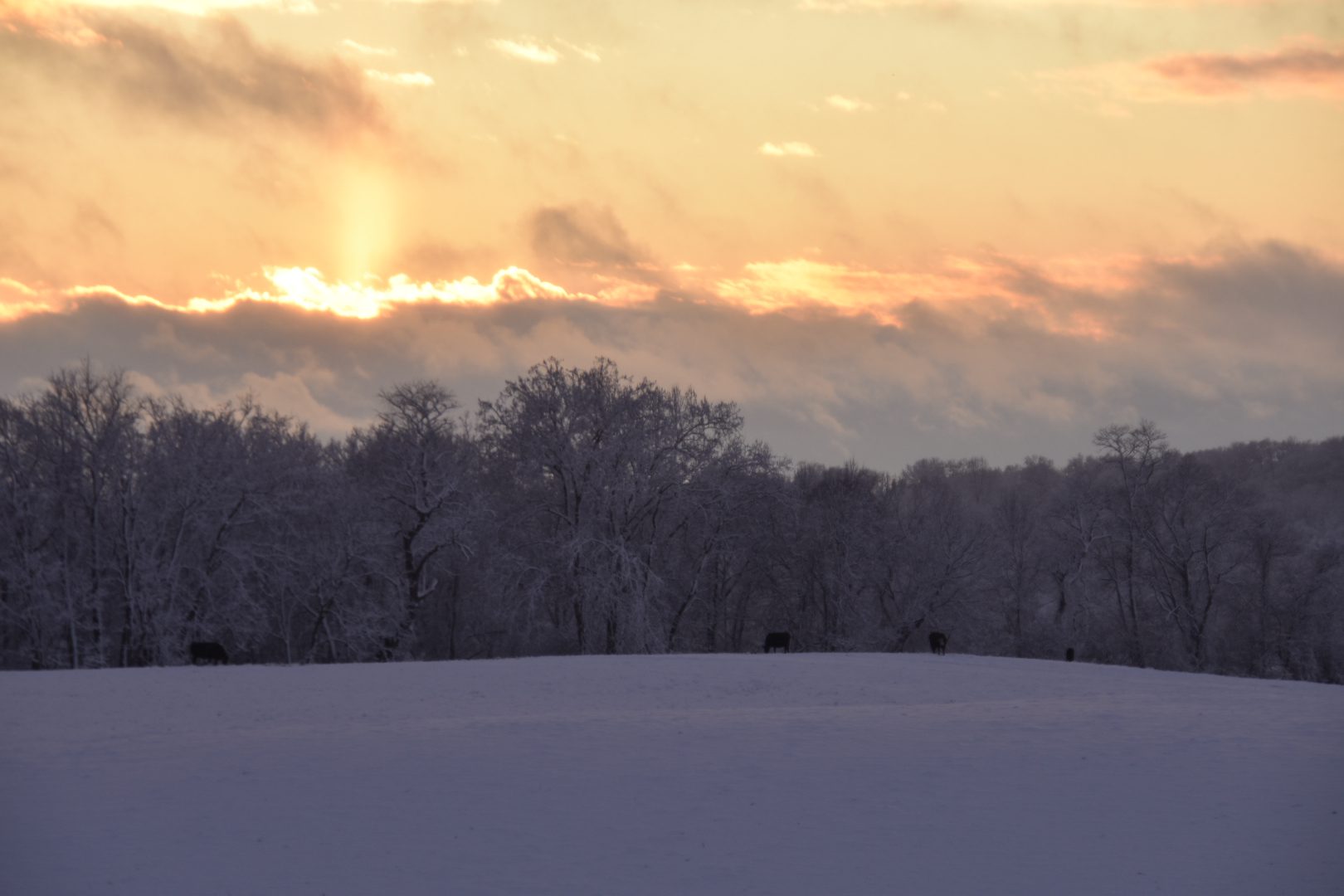 Sunset over a snowy field with frosted trees.