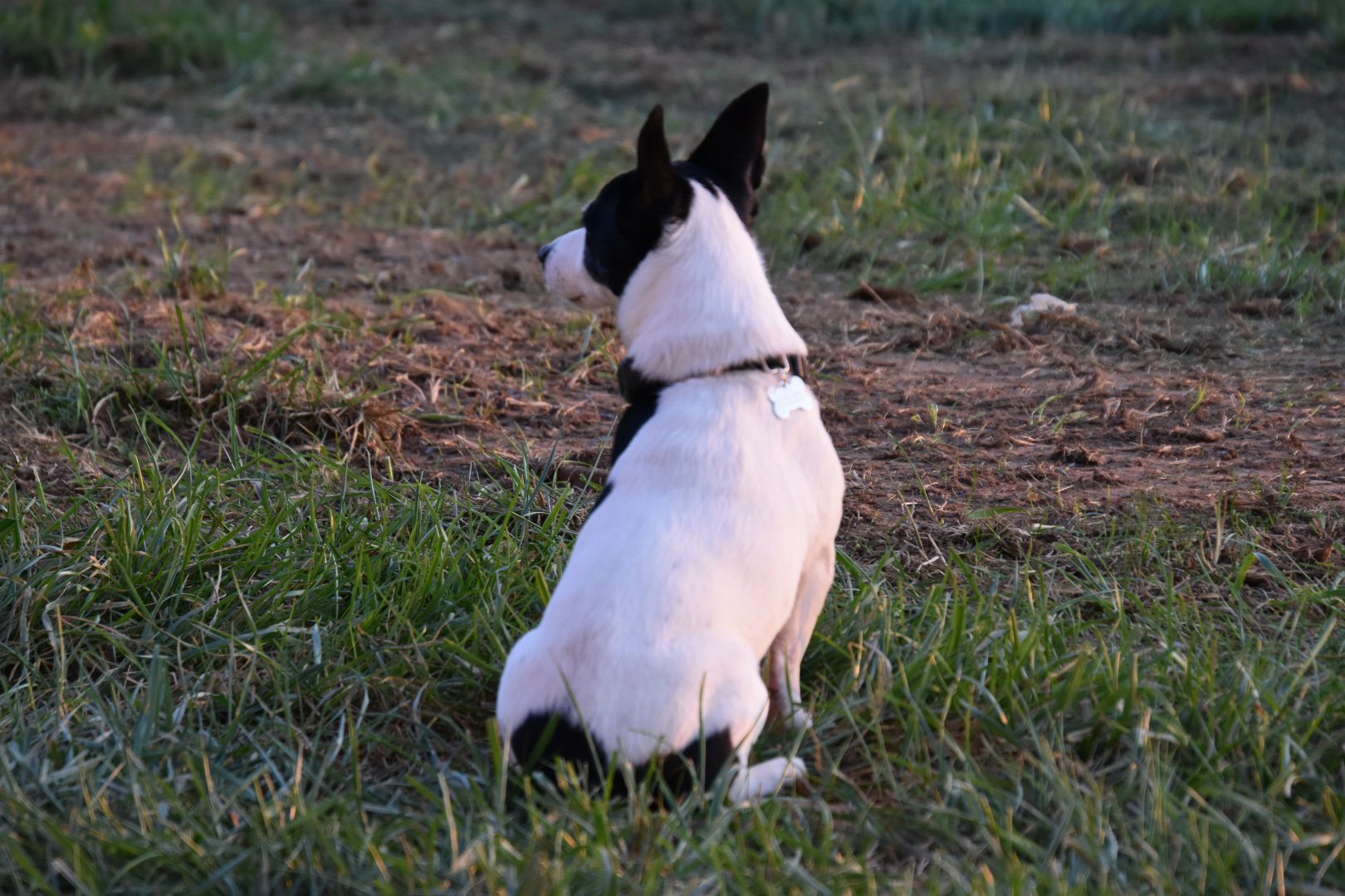 Small dog with black and white fur sitting on grass, facing away.