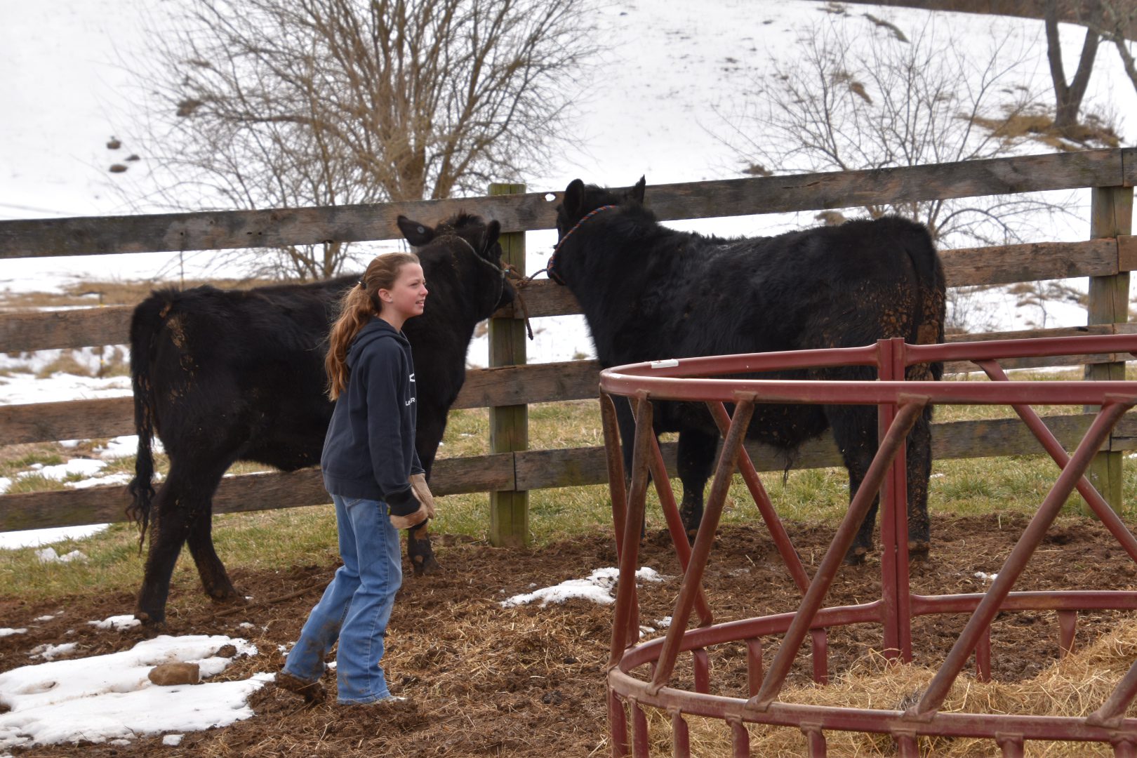 Young girl interacting with cows near a fence on a farm.