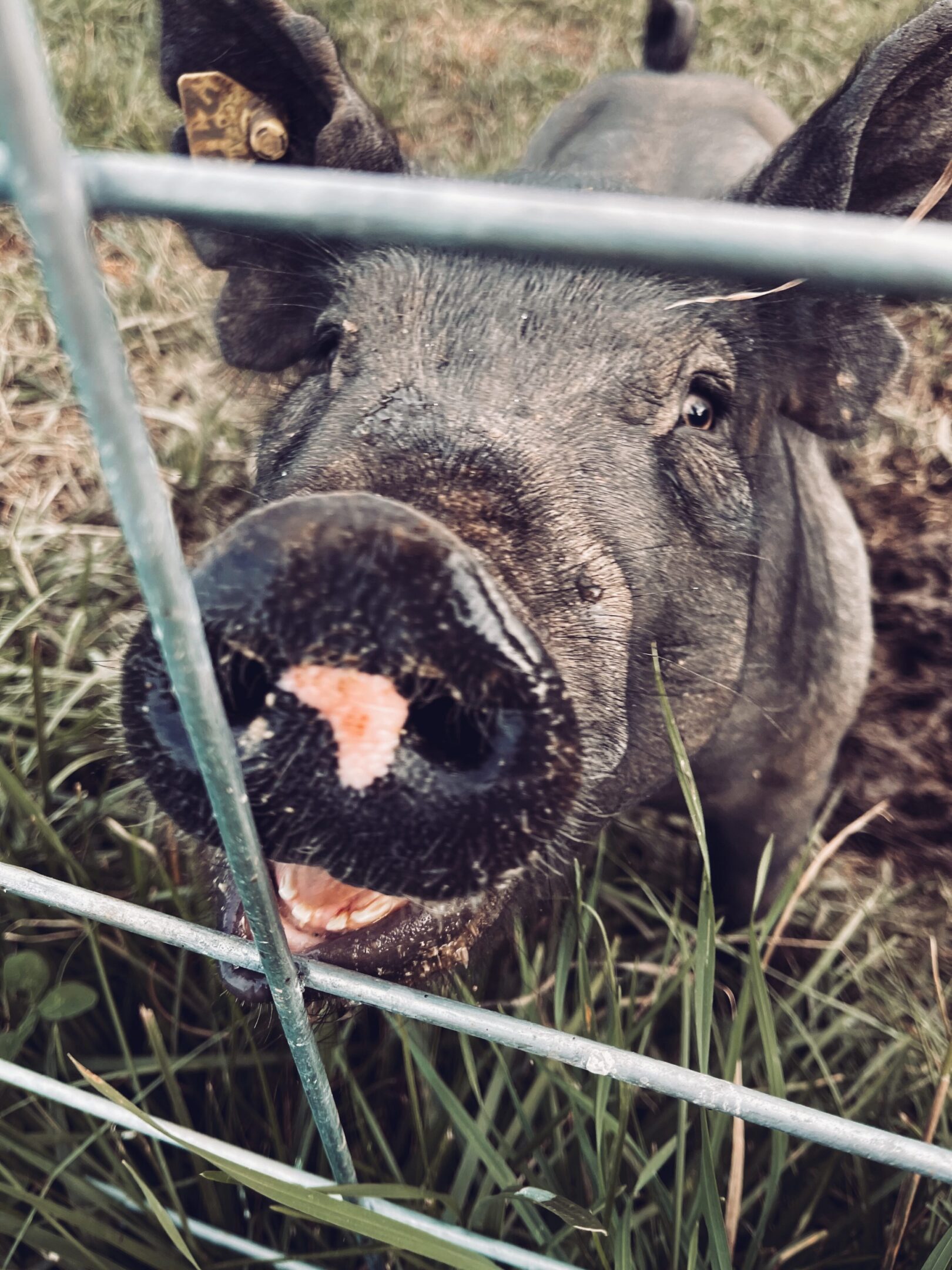 Close-up of a pig behind a wire fence in a grassy area.