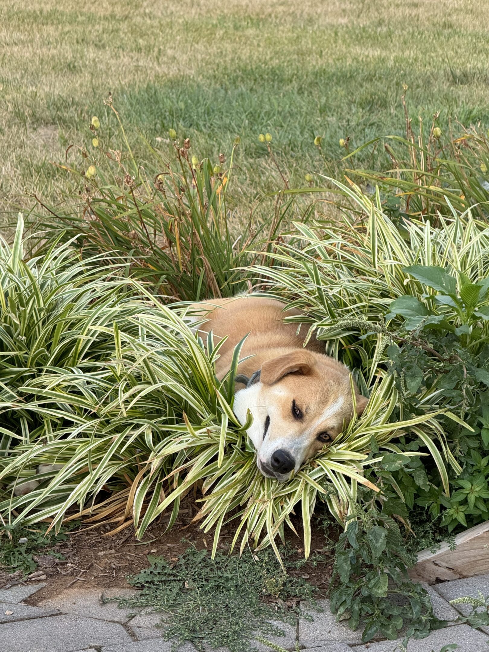 A dog resting its head among green plants outdoors.