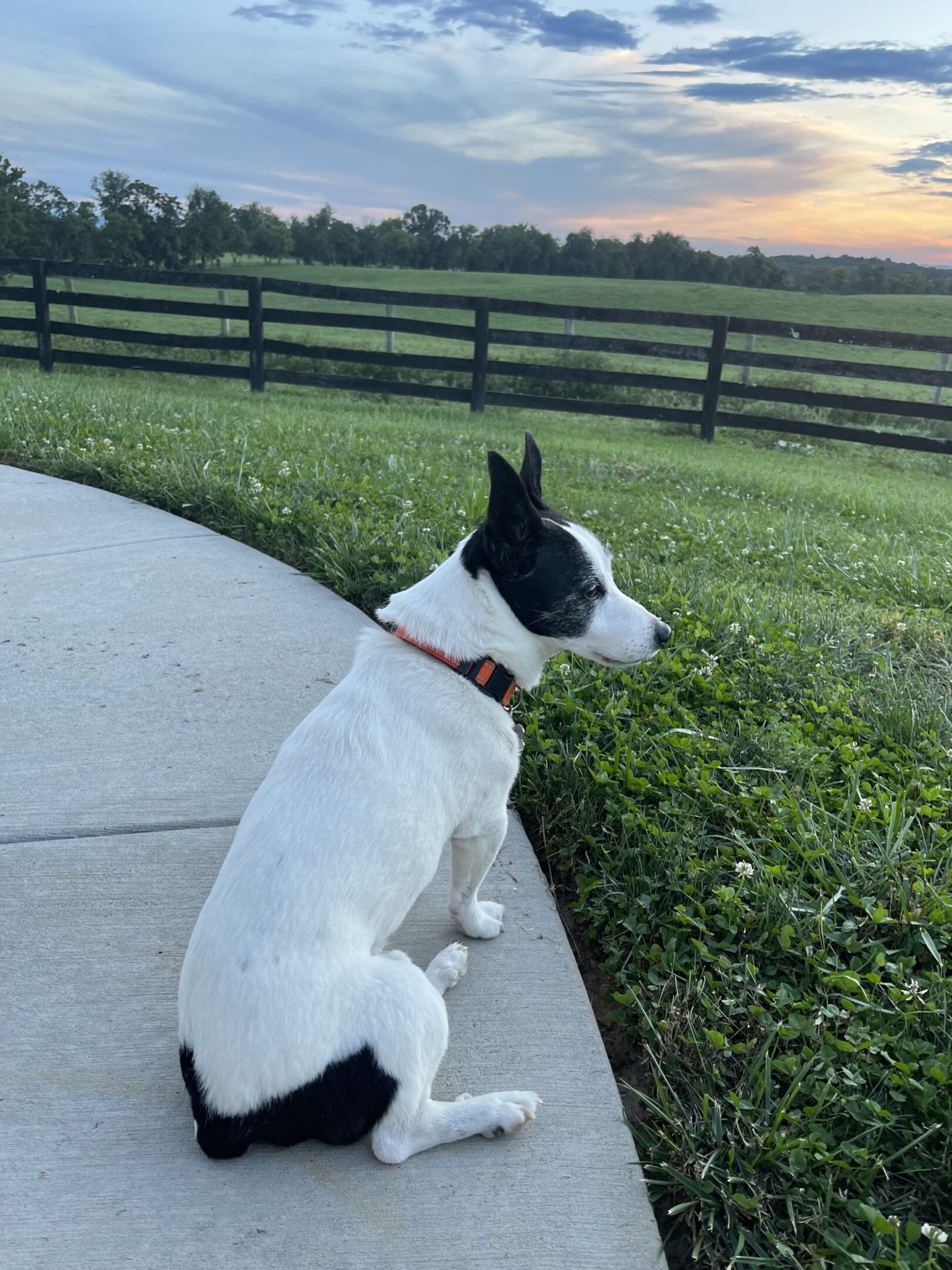 A black and white dog sitting on a curved concrete path next to a grassy field and wooden fence.