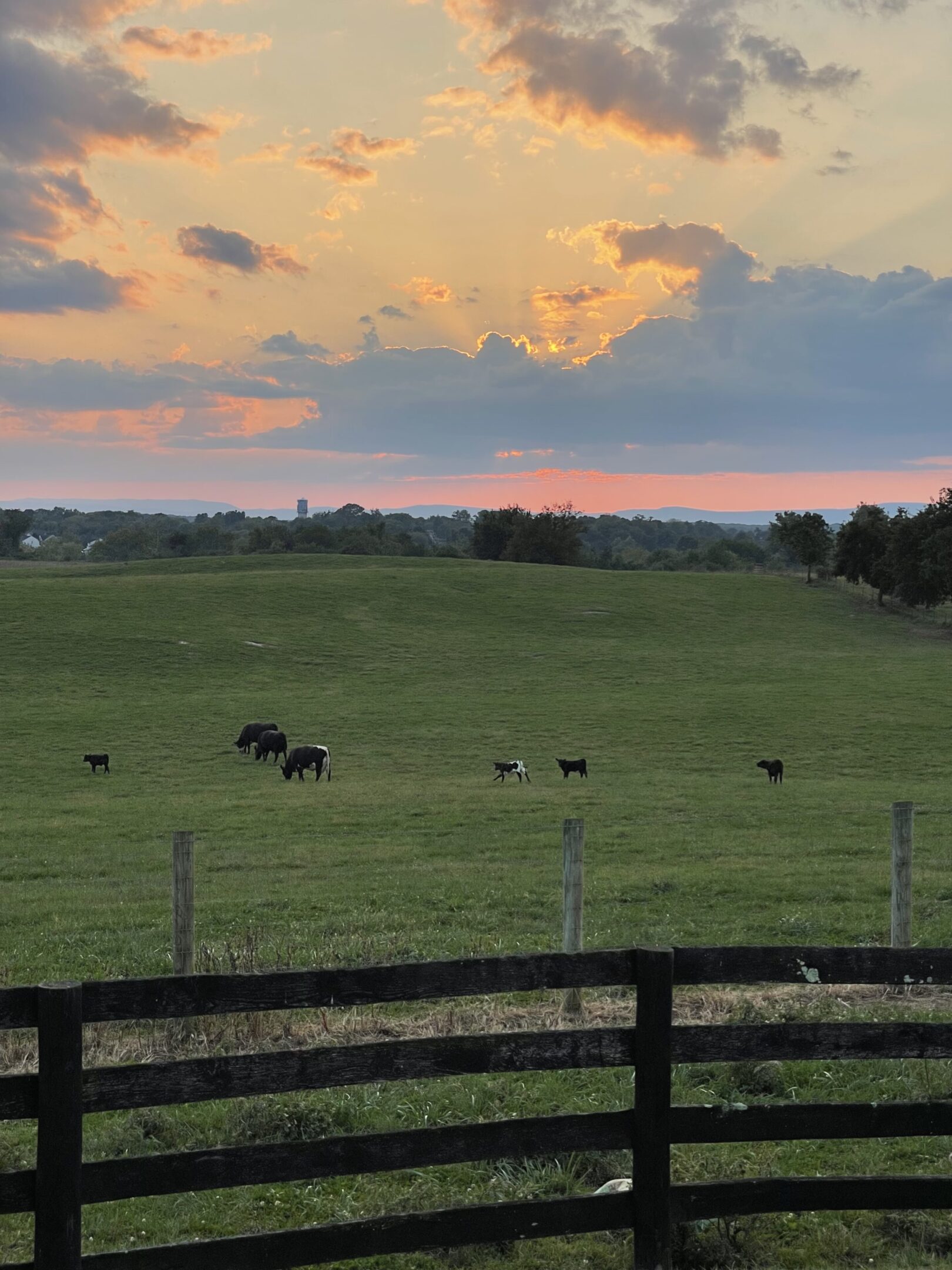 Cows grazing in a peaceful pasture at sunset.
