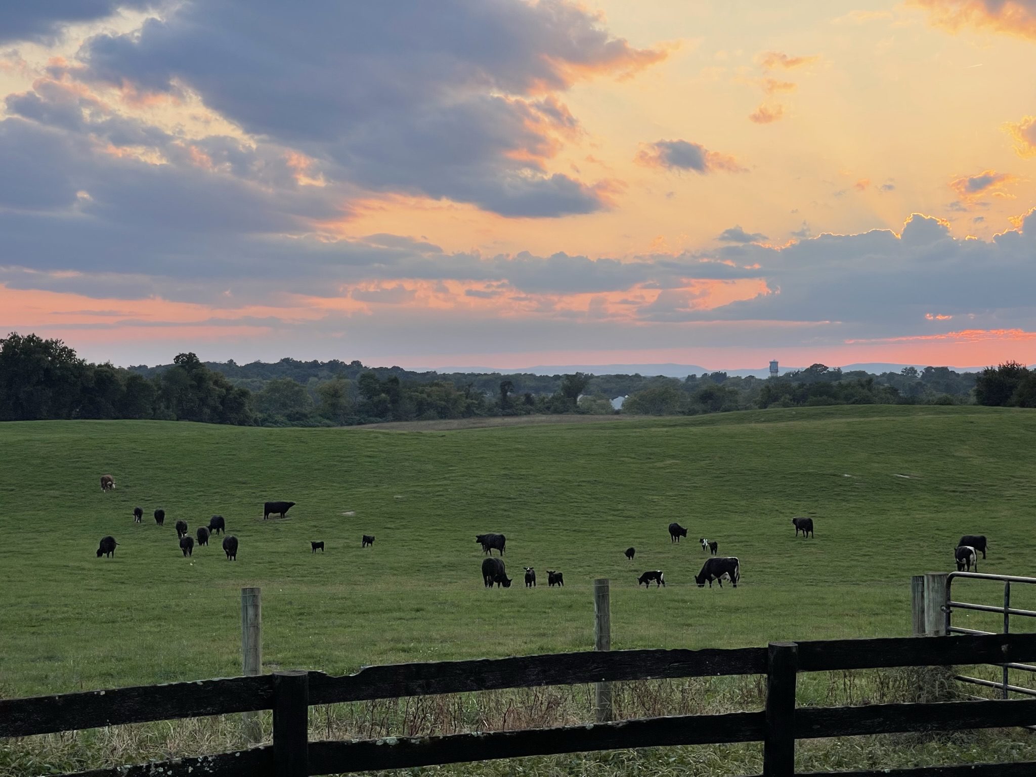 Cows grazing peacefully on a green pasture under a colorful sunset sky.