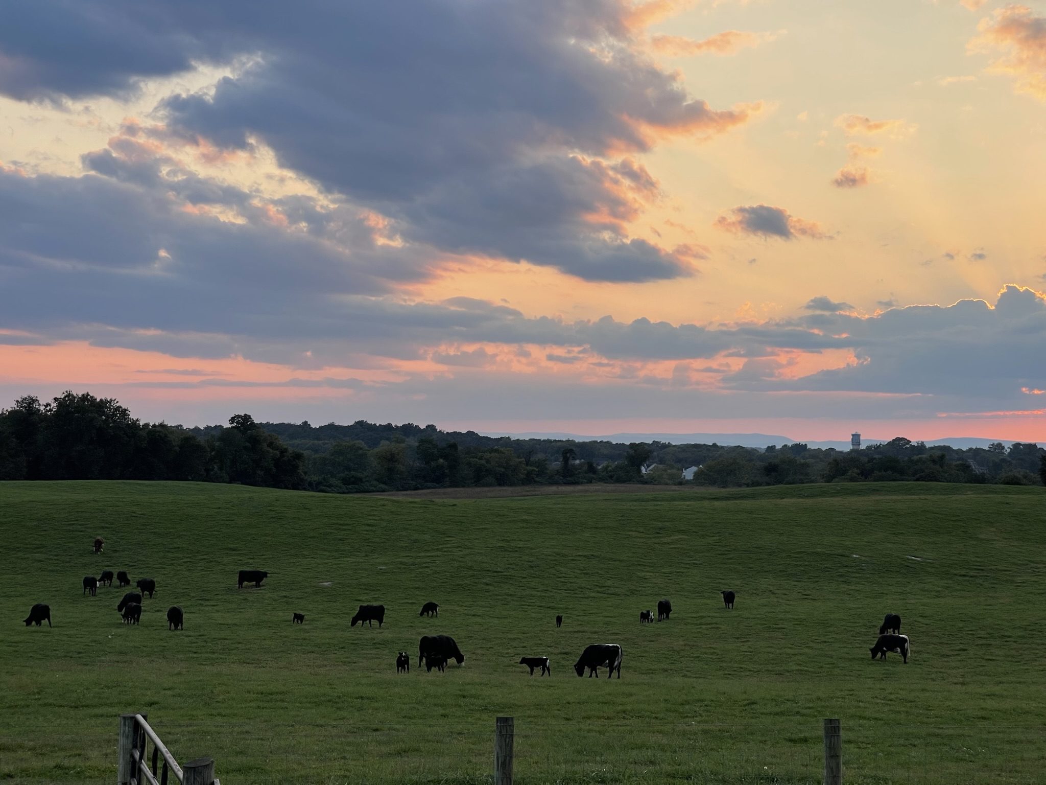 Cows grazing peacefully in a vast green field under a colorful sunset sky.