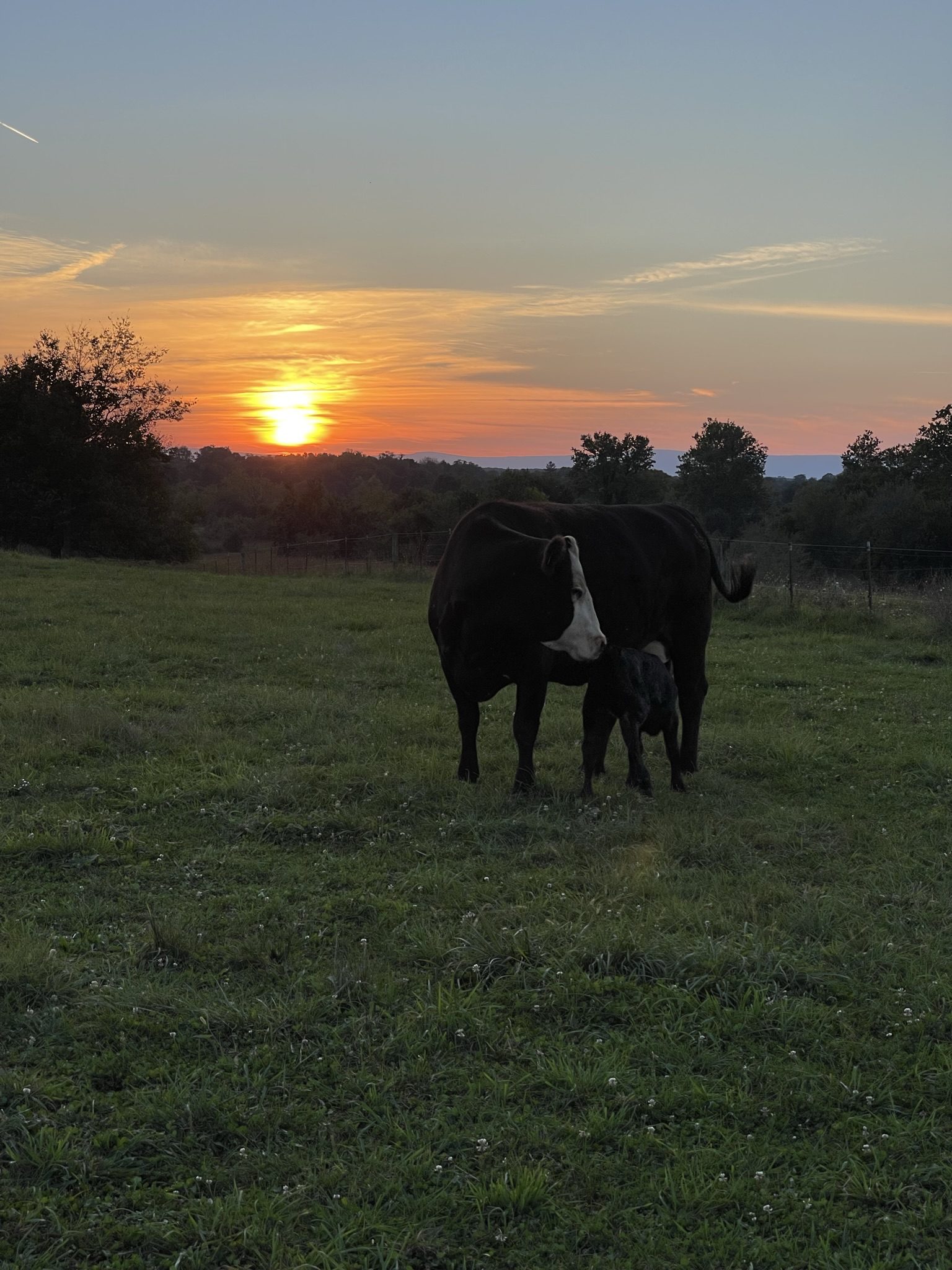 Two horses standing together in a grassy field at sunset.