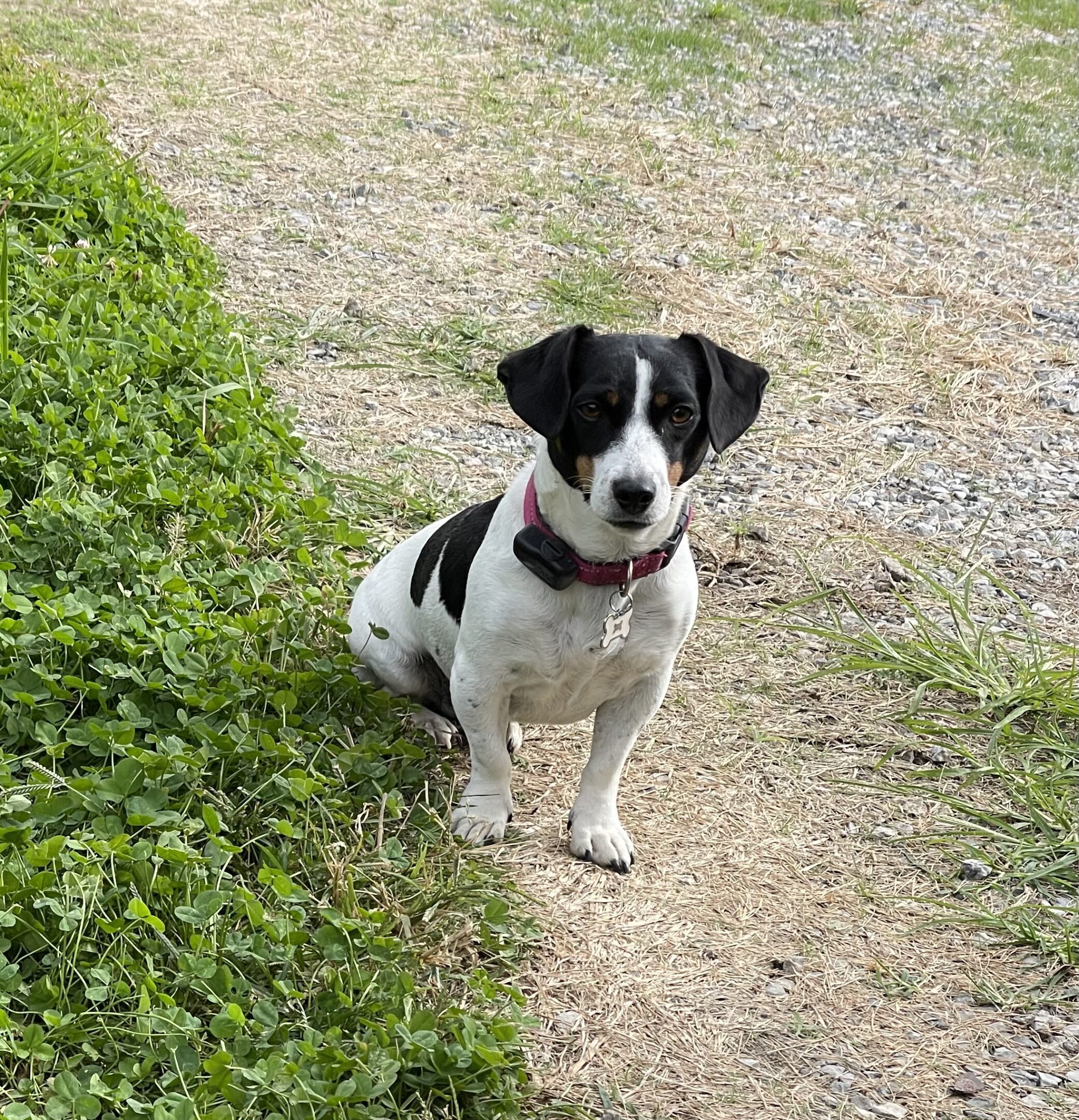 Small black and white dog sitting on a dirt path beside grass.