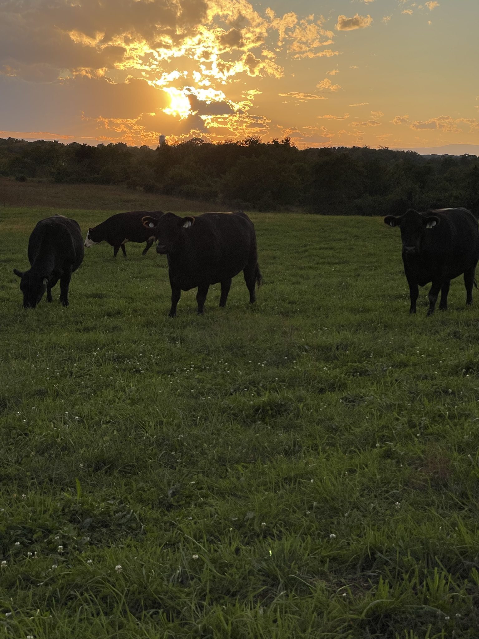 Cows grazing in a field during sunset with a cloudy sky.