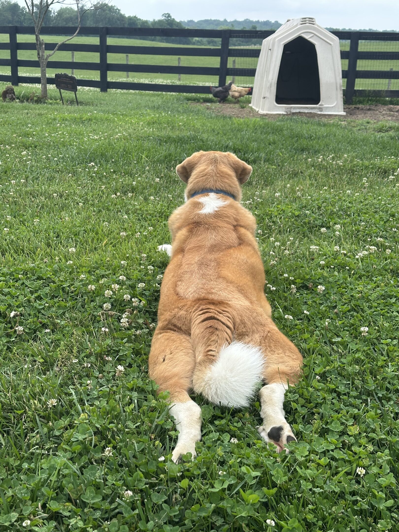A dog lying on grass with its back facing the camera.