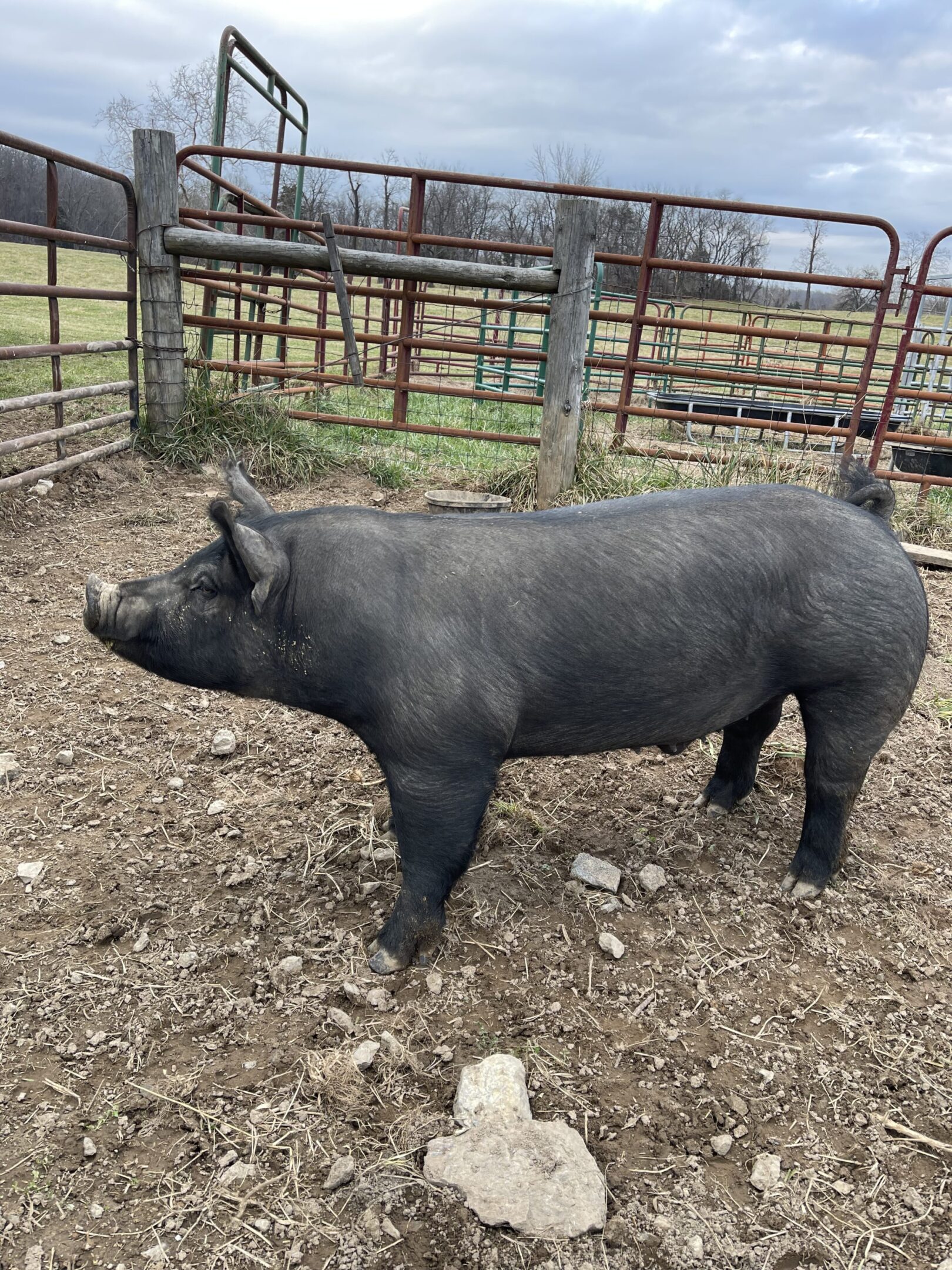 A black pig standing in a fenced dirt pen.