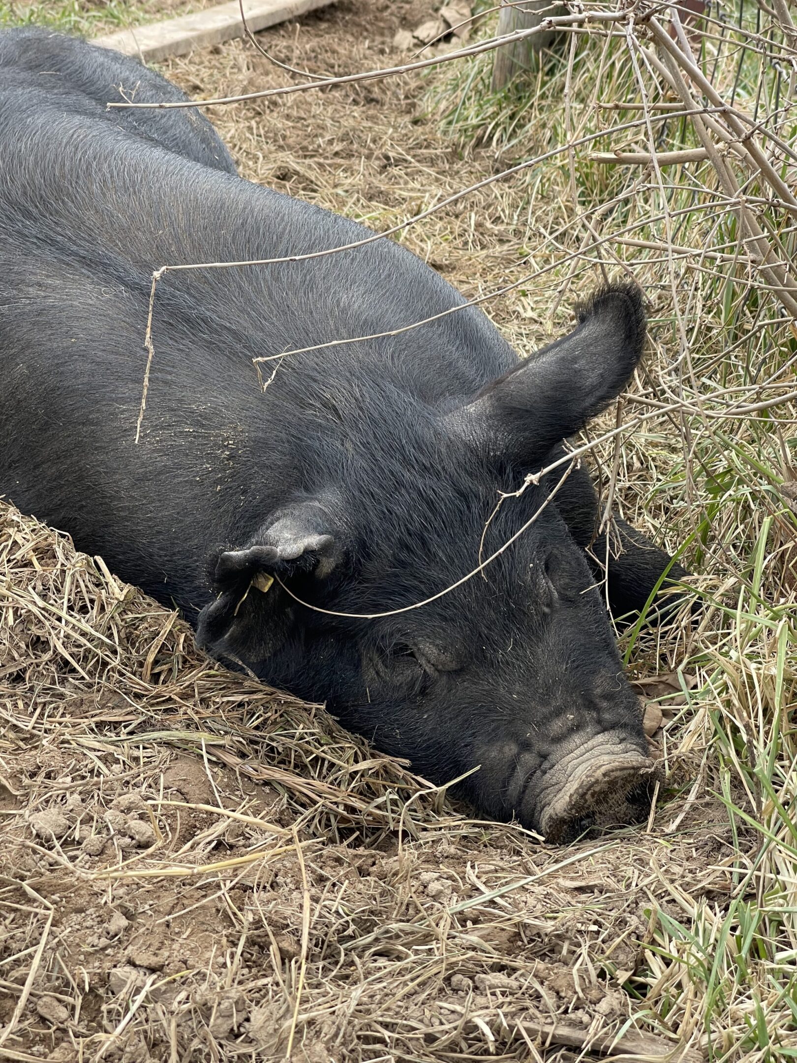 A black pig resting in dry grass.