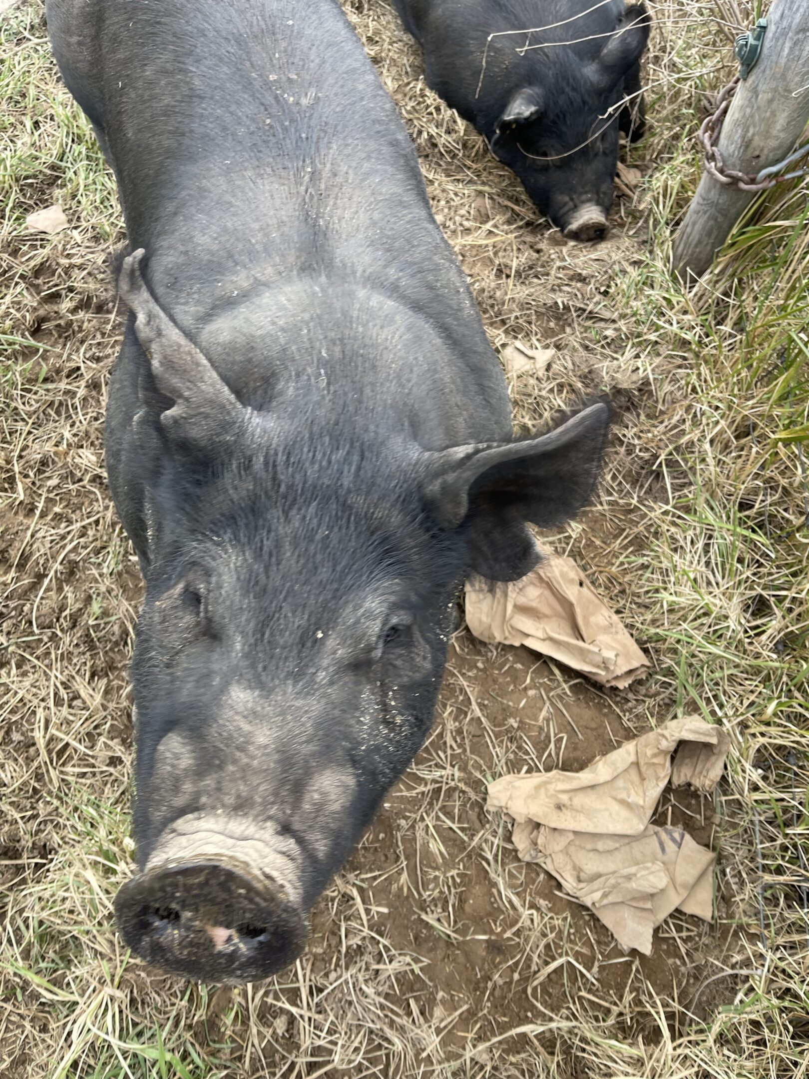 A black pig lying on grass beside some discarded gloves.