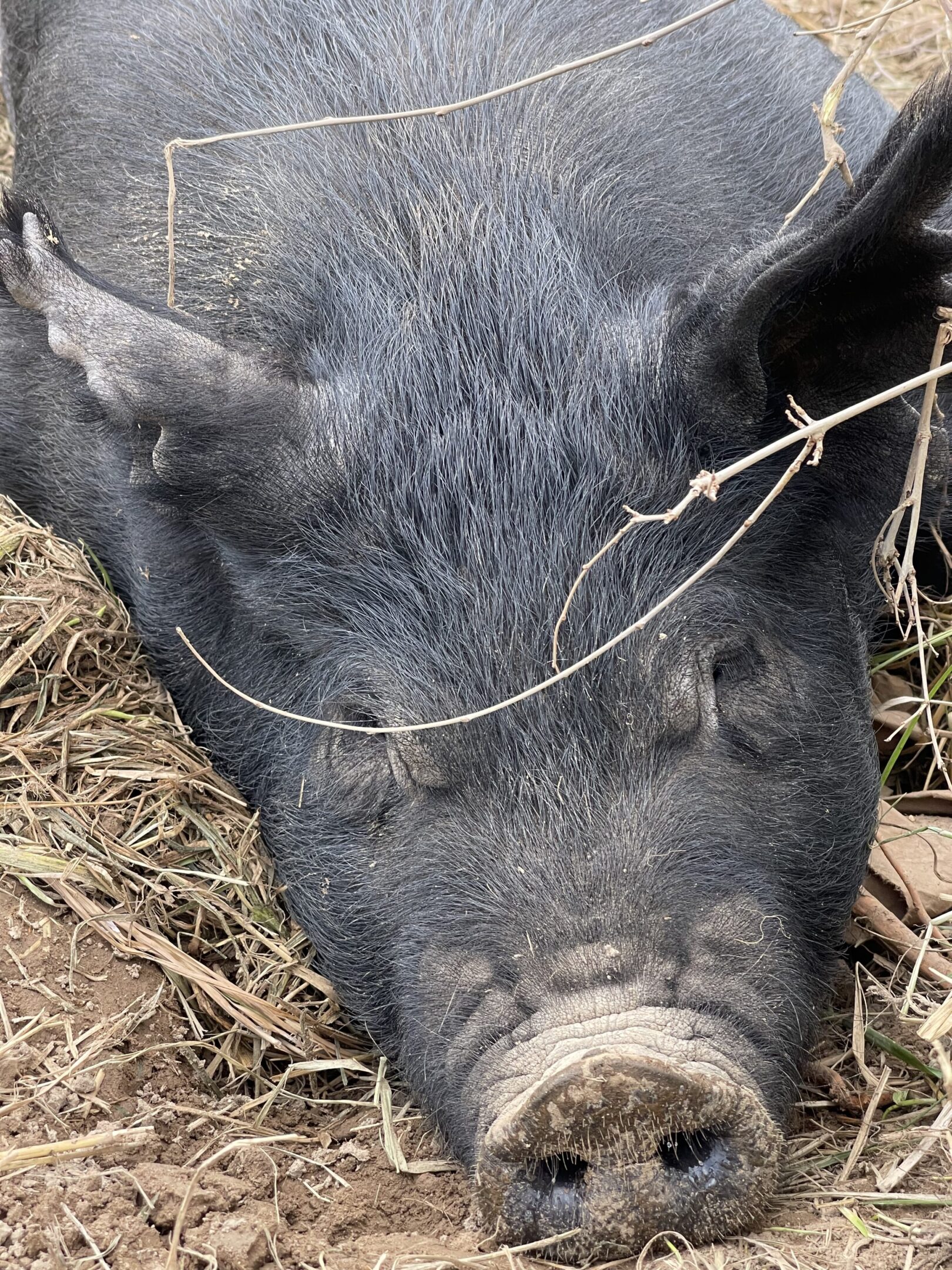 Close-up of a black pig's face in a natural outdoor setting.